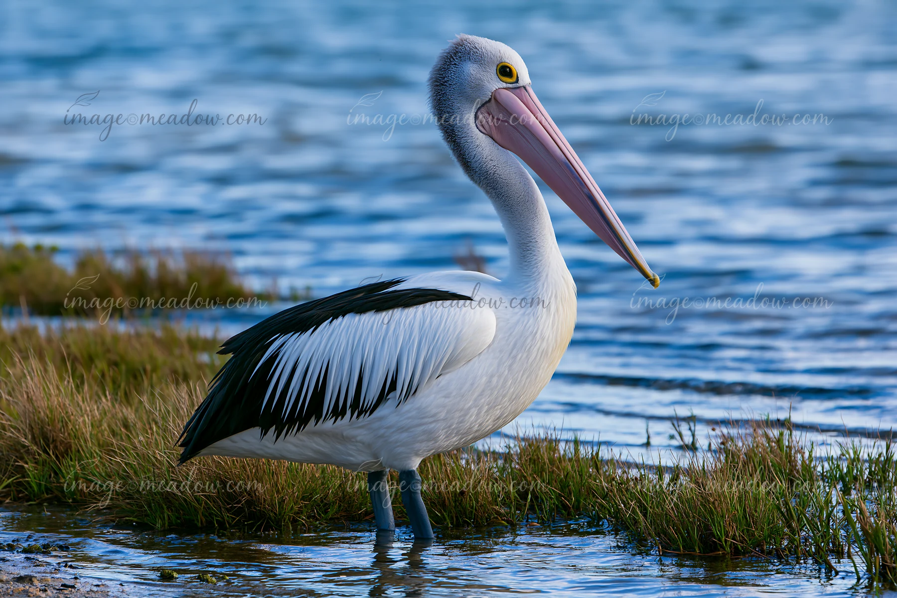An Australian pelican stands near the water's edge in a coastal lagoon, surrounded by grass and gentle waves.