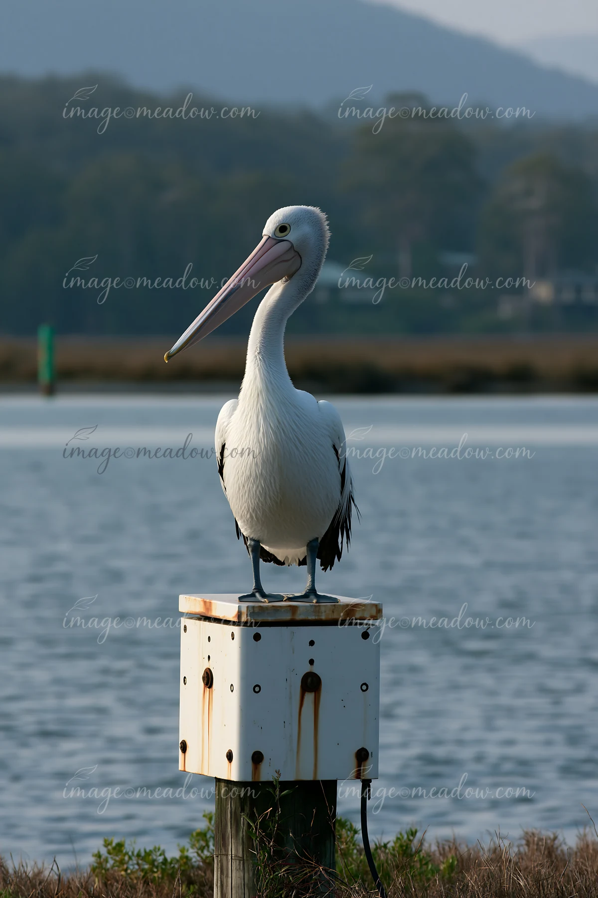 An Australian pelican stands on a post by a coastal lagoon, surveying its surroundings.
