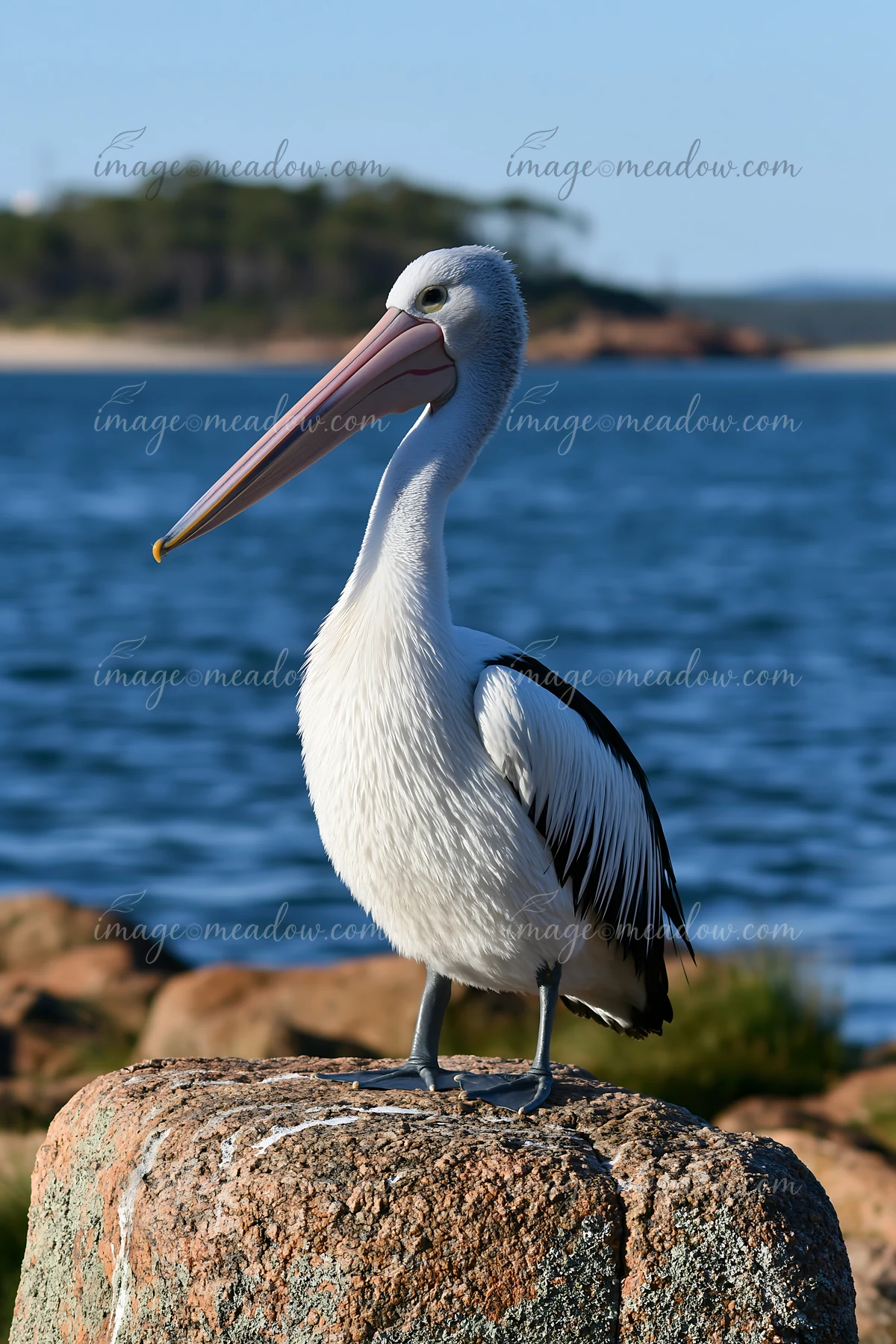 An Australian pelican stands on a rock by a coastal lagoon.