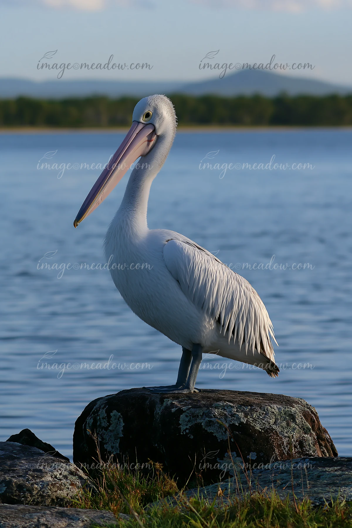 An Australian pelican stands on a rock near a coastal lagoon while looking around.