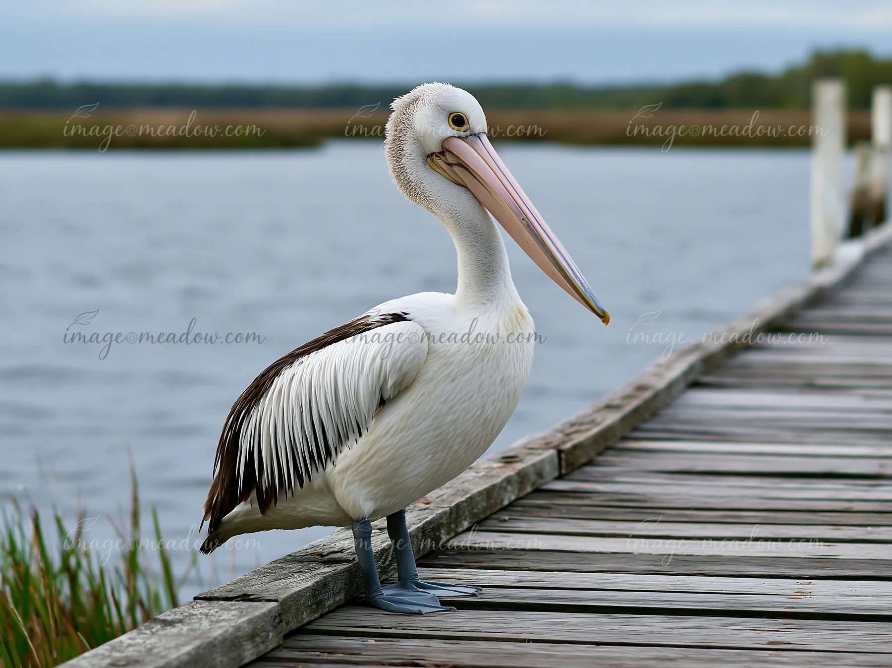 An Australian pelican stands on a weathered wooden dock beside a coastal lagoon.