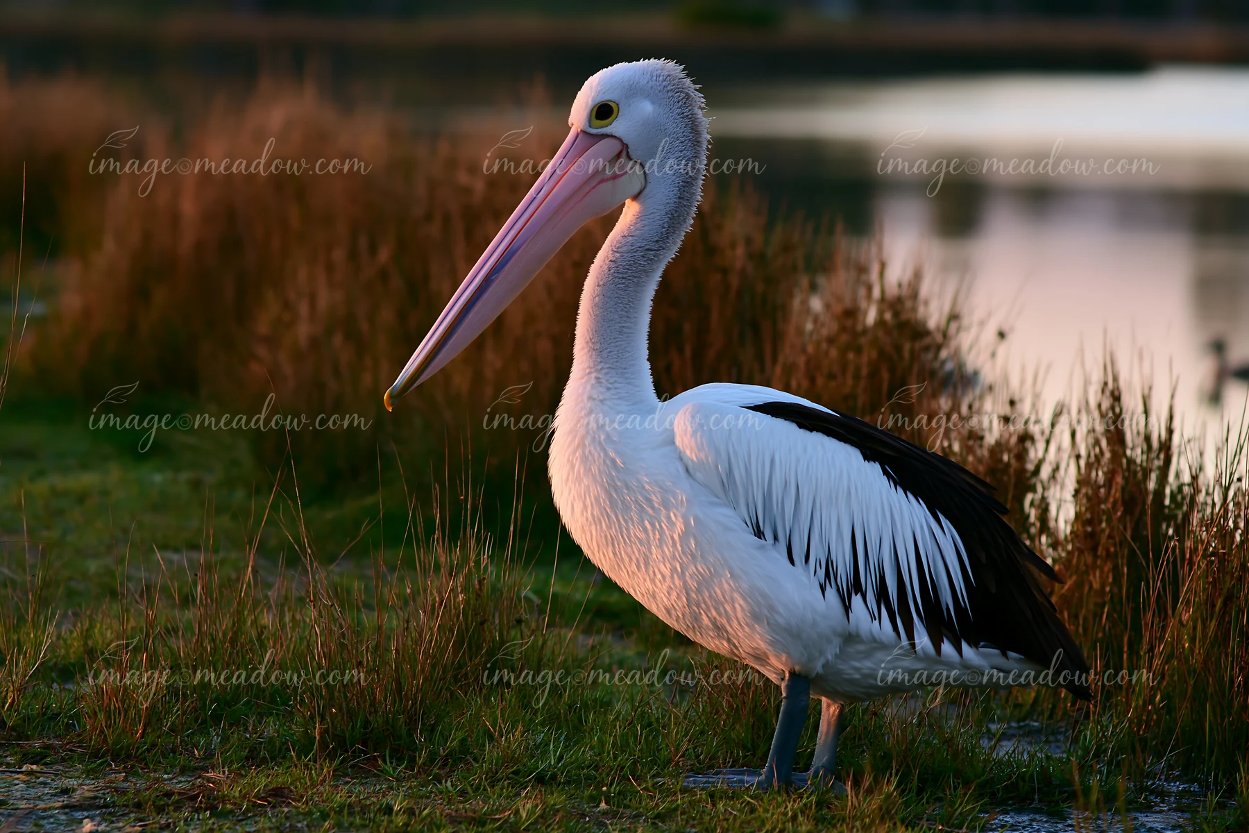 An Australian pelican stands on grass near a coastal lagoon during sunset.