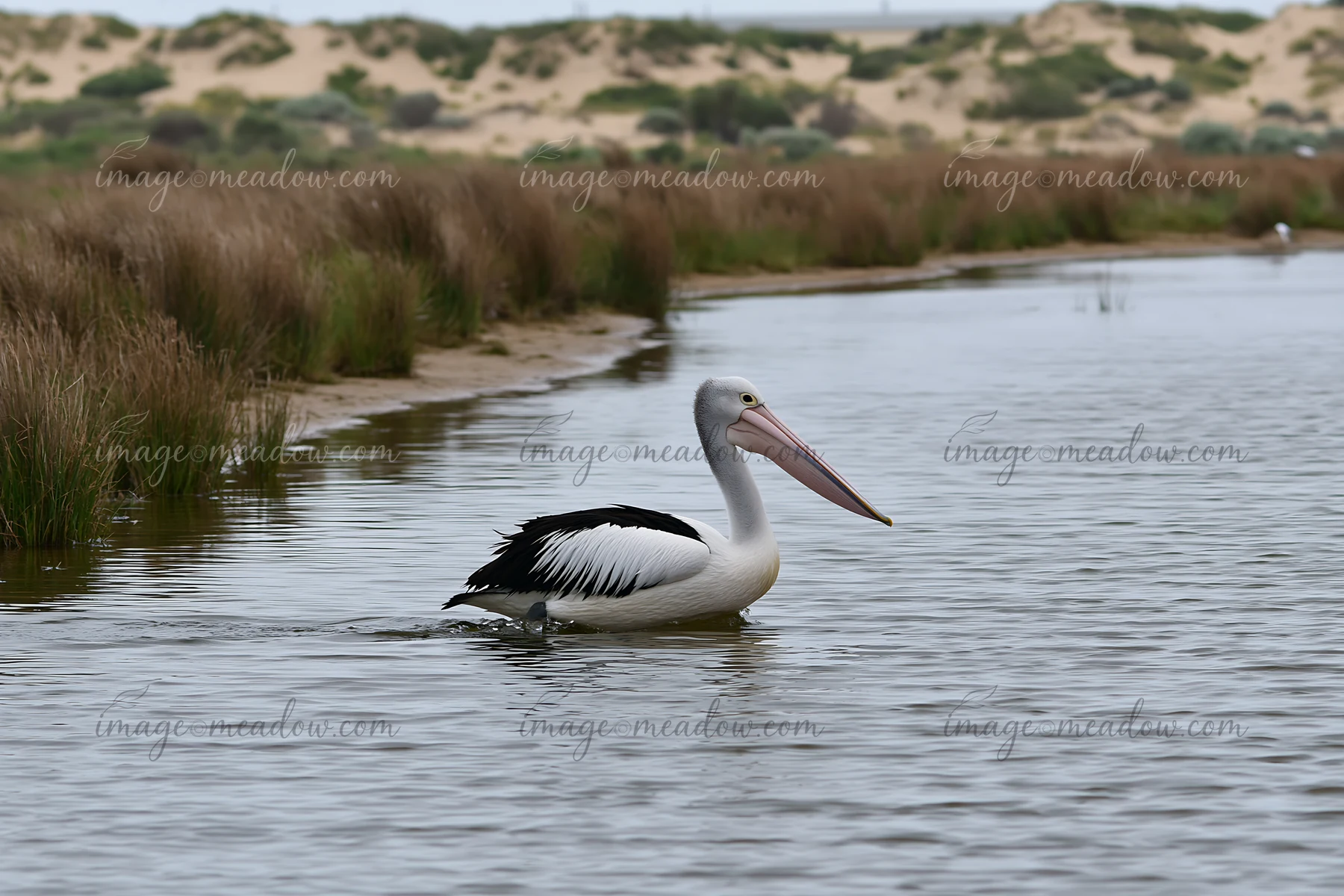 An Australian pelican swims through a coastal lagoon with grassy banks and a backdrop of dunes.
