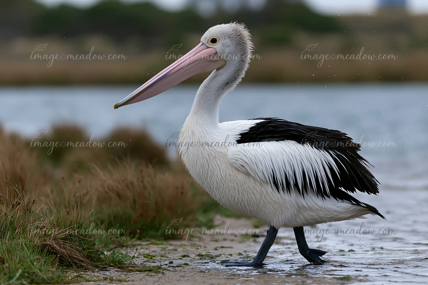 An Australian pelican walks along the shore of a coastal lagoon.