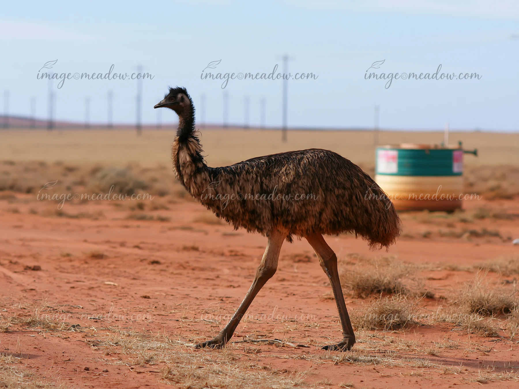 An emu is walking across a dry outback plain under a clear sky, with power lines visible in the distance.