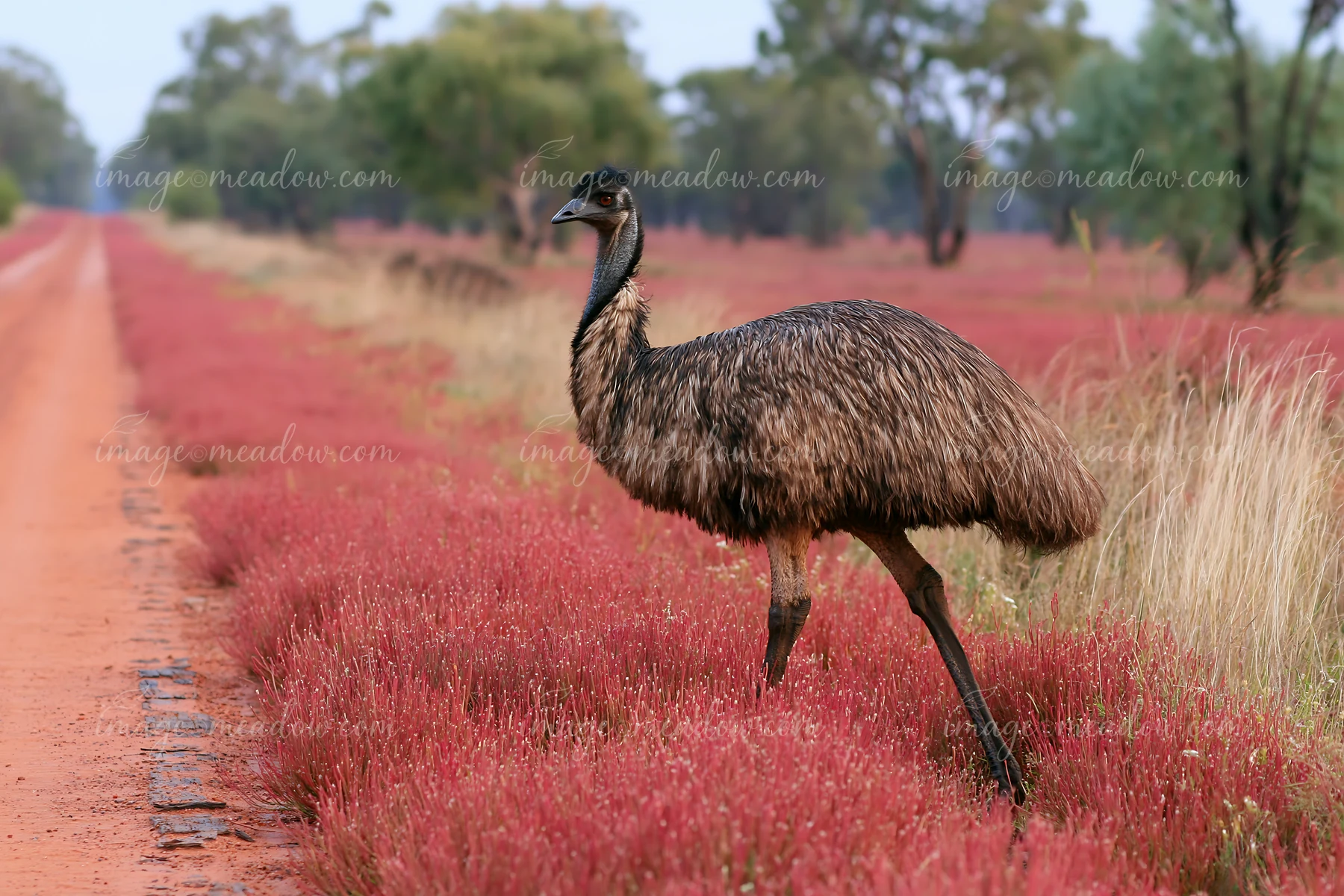 An emu walking across a red-flowered outback plain beside a dirt road in Australia.