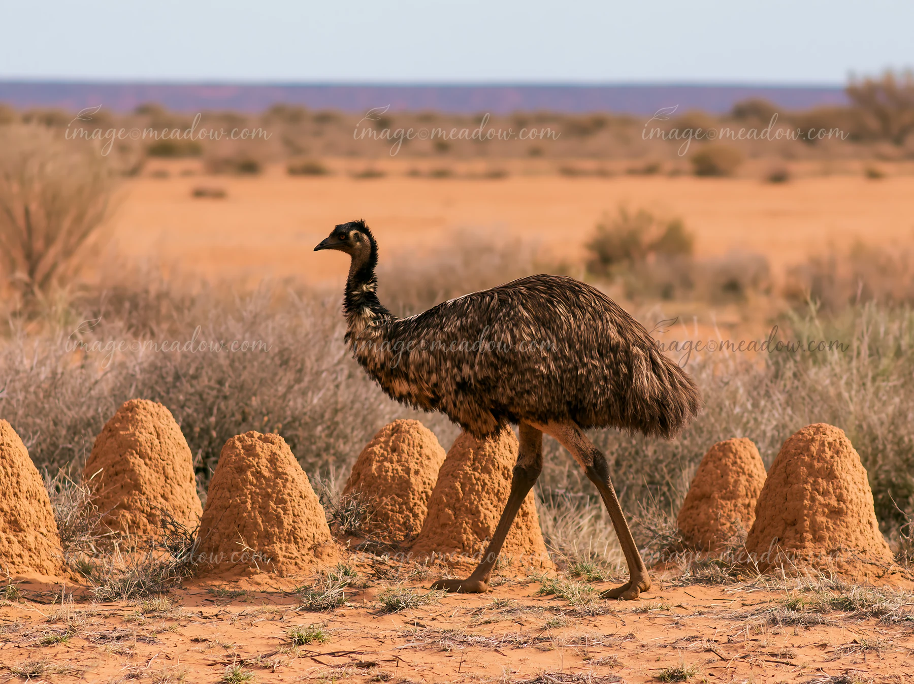 An emu walks across a dry outback plain, surrounded by small anthills and sparse vegetation.