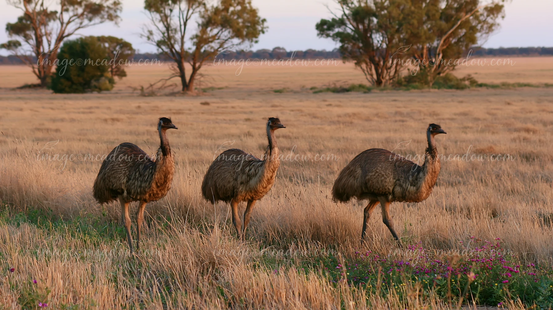 An emu walks across a grassy outback plain as the sun sets in the background.