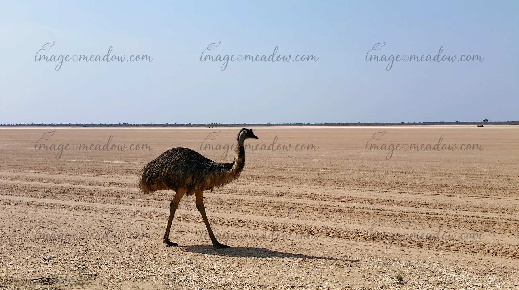 An emu walks across a vast outback plain under a clear blue sky.