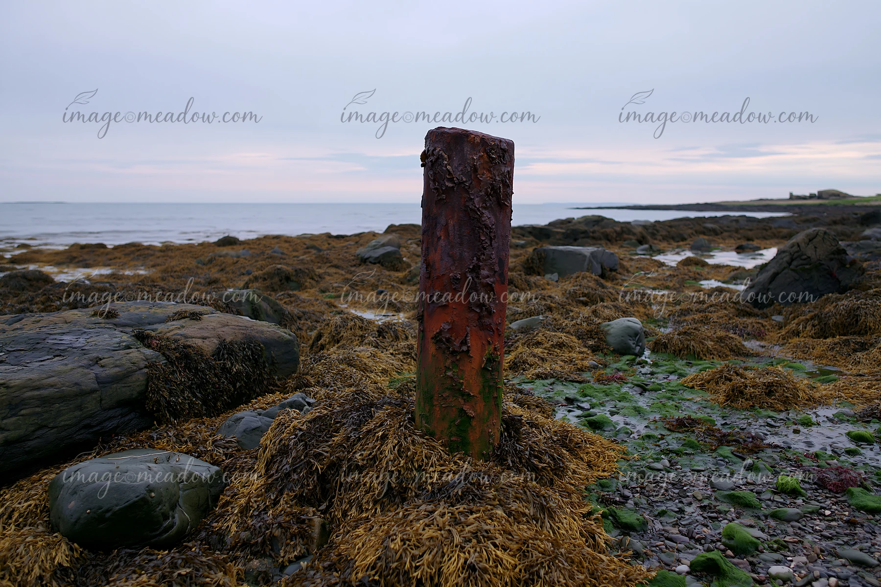 An isolated coastal piling with peeling surface and rust rises from the rocky shore, surrounded by seaweed and pebbles.