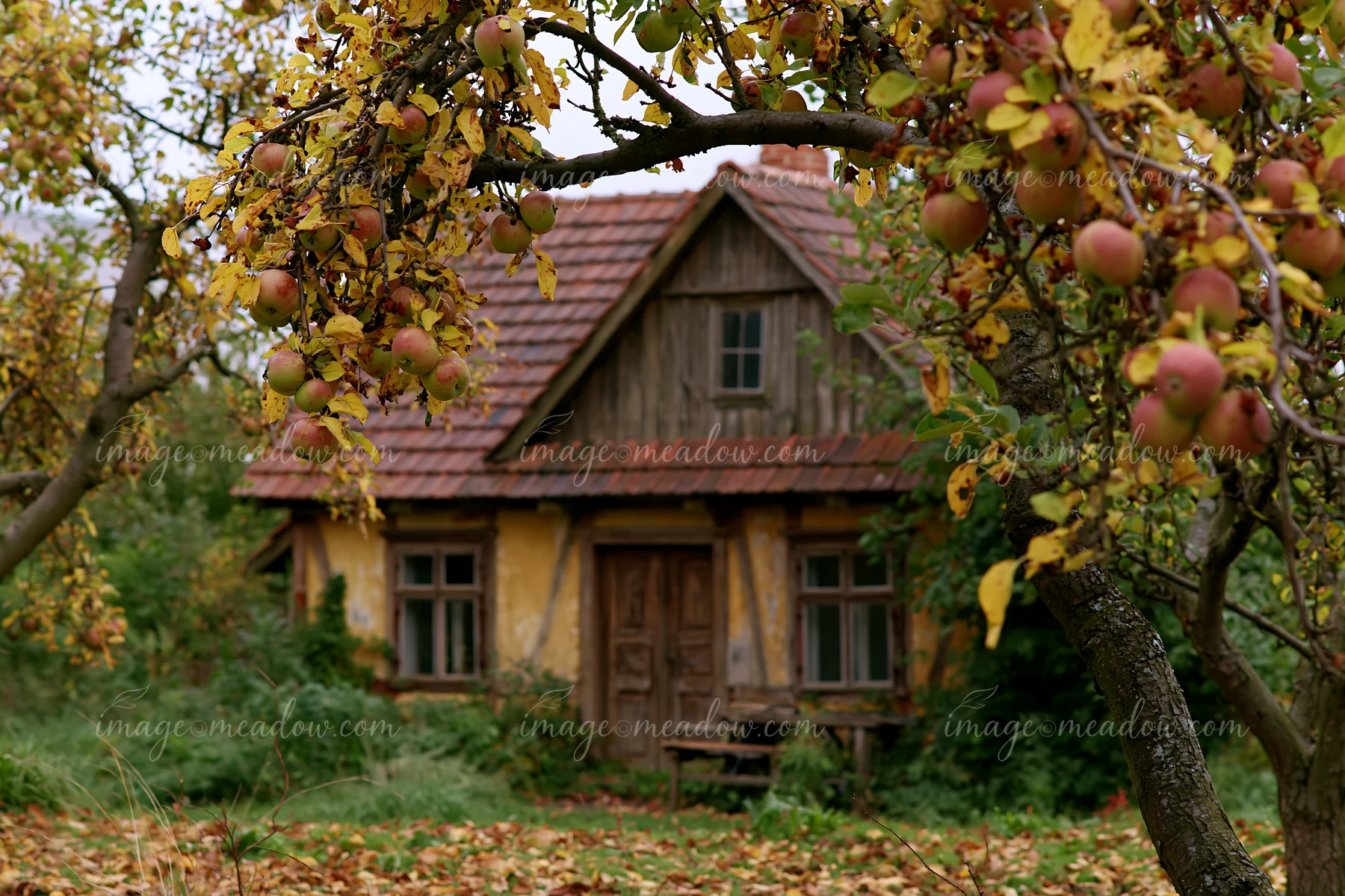 An old cottage with weathered facade stands amidst apple trees full of ripe fruit.