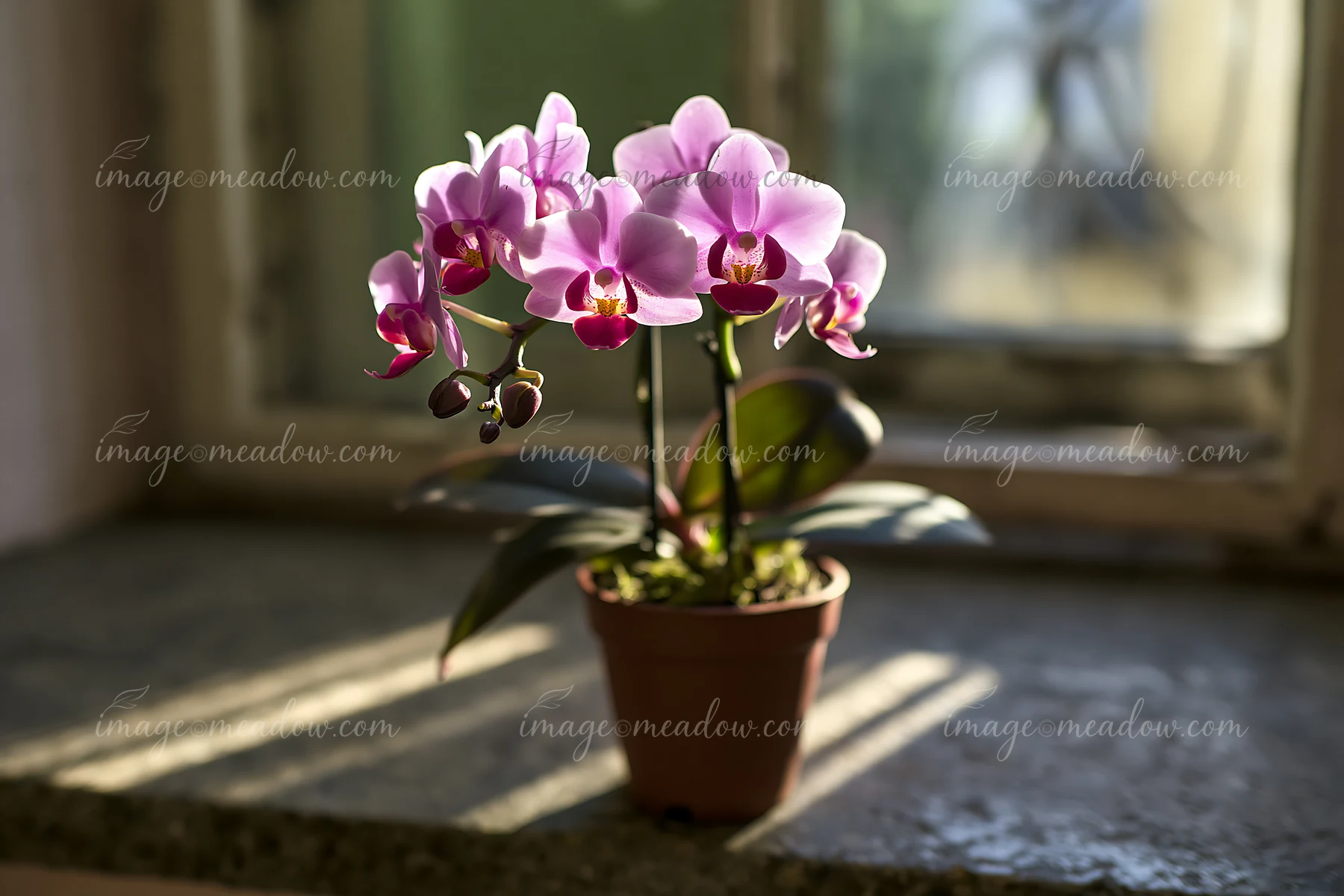 An orchid flower on windowsill catches sunlight, creating shadows on the surface.
