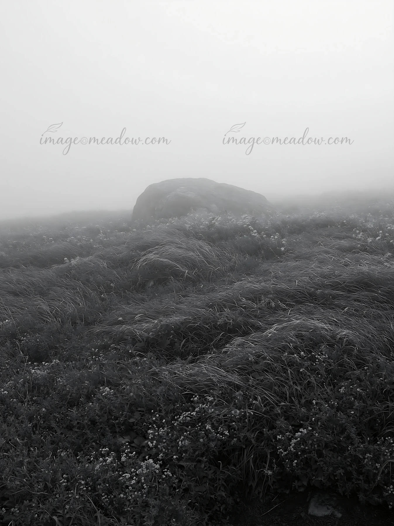 A boulder in a meadow in Aomori surrounded by grass and flowers. Fog covers the landscape, creating a mysterious atmosphere in the area.