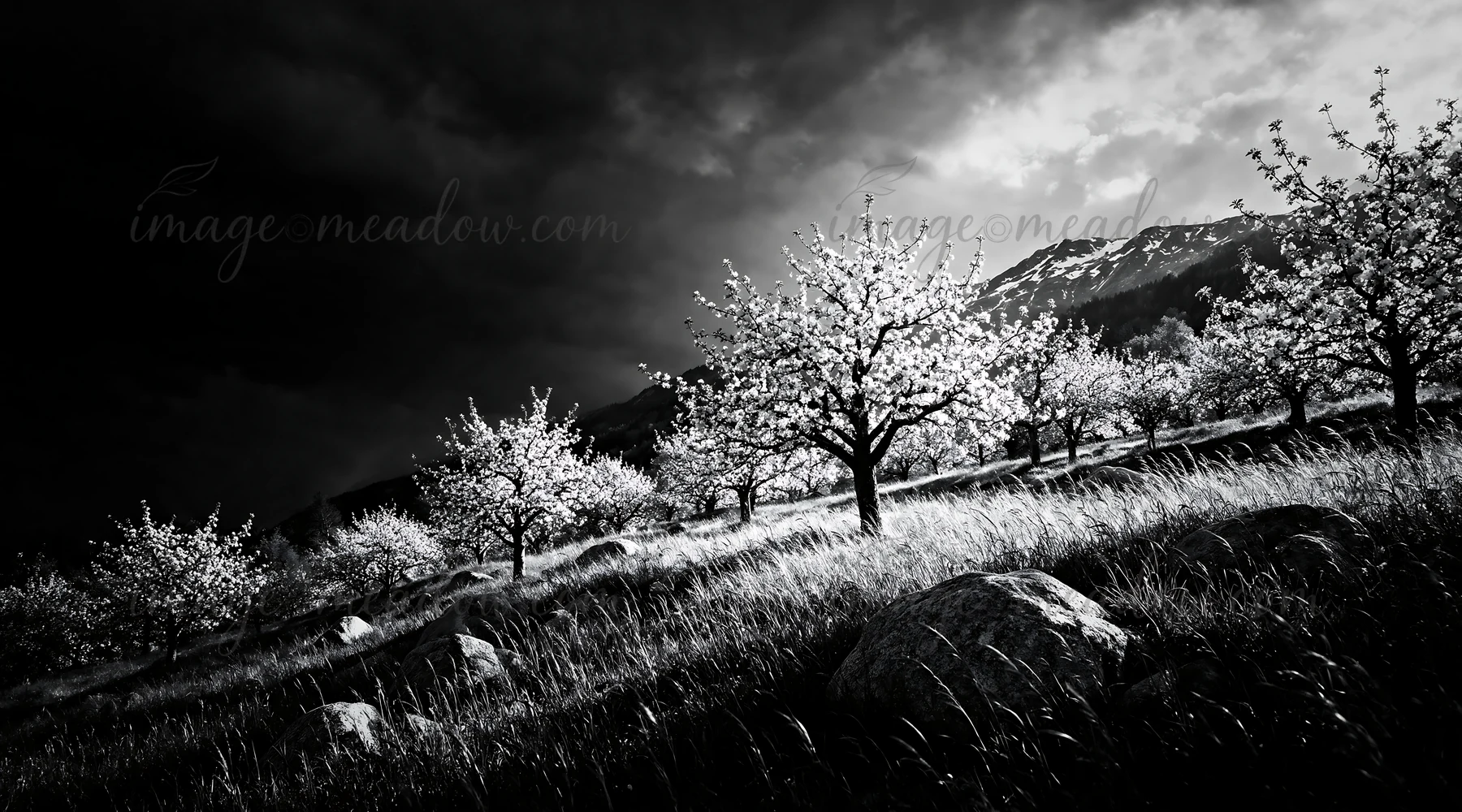 A meadow filled with apple blossom trees stands against a dark sky. The trees are blooming, and large rocks are scattered among the grass in this scenic landsca