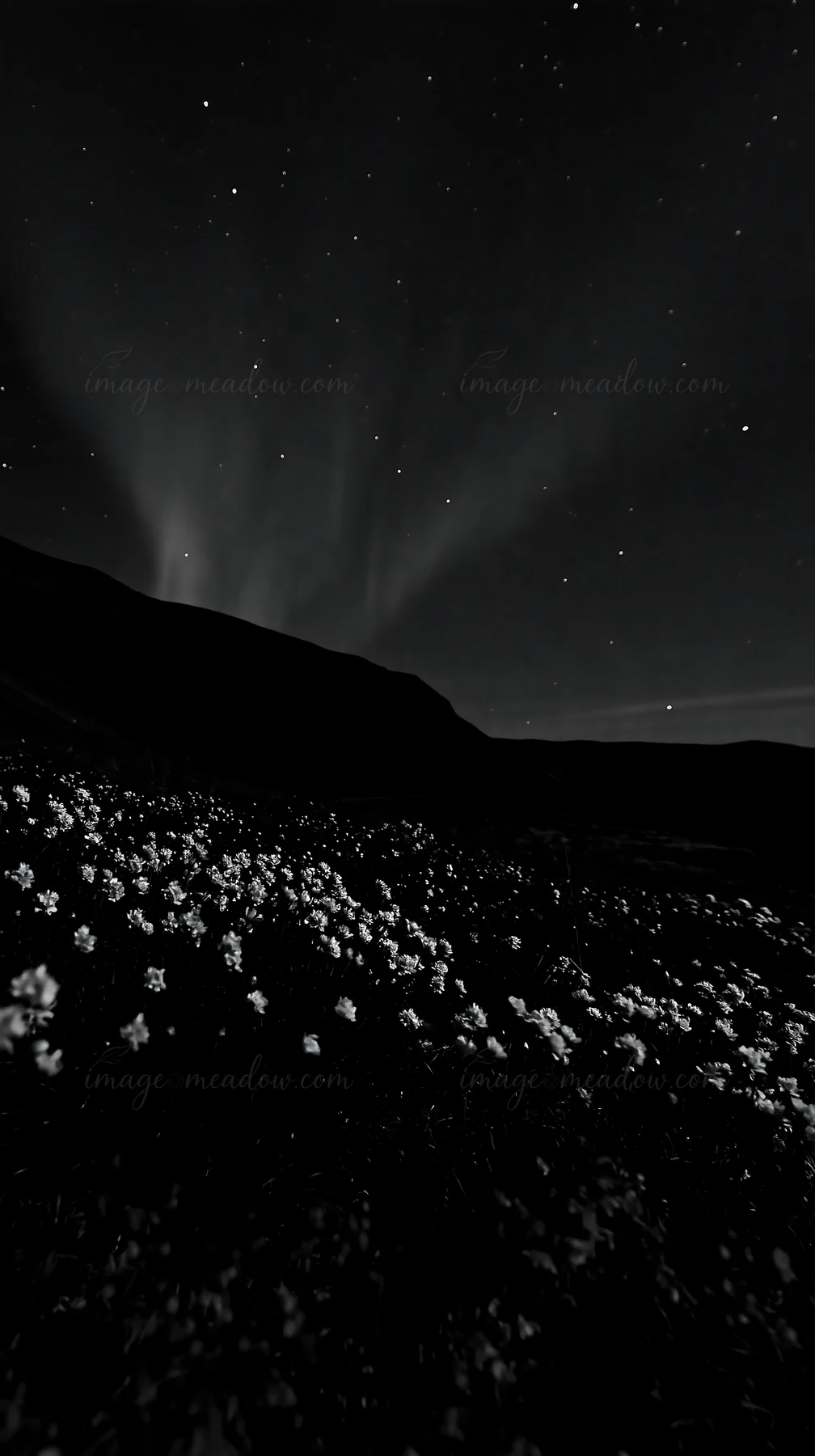 Bright flowers cover a meadow along the coast under a starry sky. The northern lights illuminate the scene with their glow. The dark landscape adds depth to the