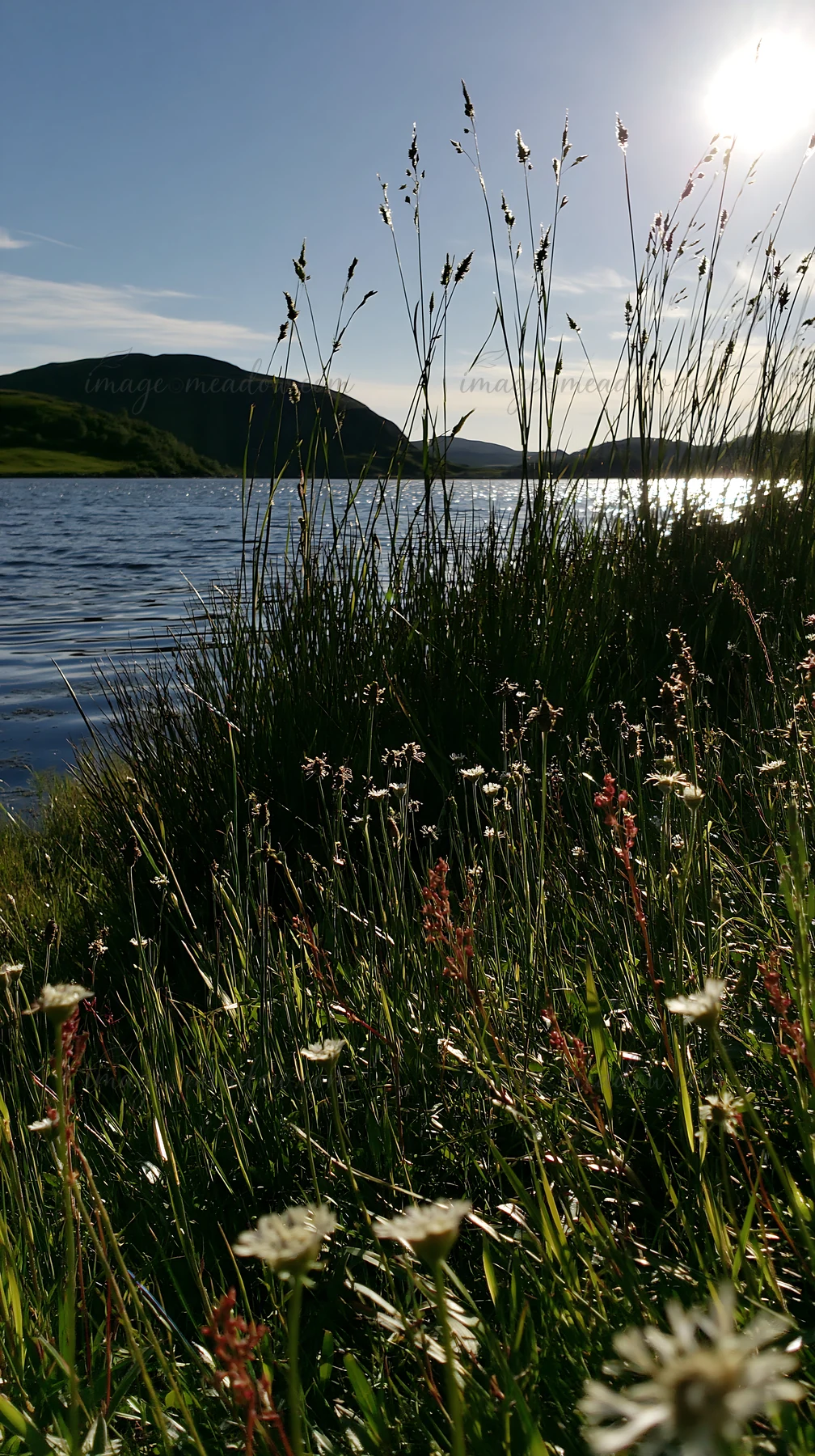Grass and flowers grow along the edge of a body of water. Mountains rise in the background under a clear sky. The sun shines brightly over the scene in a natura
