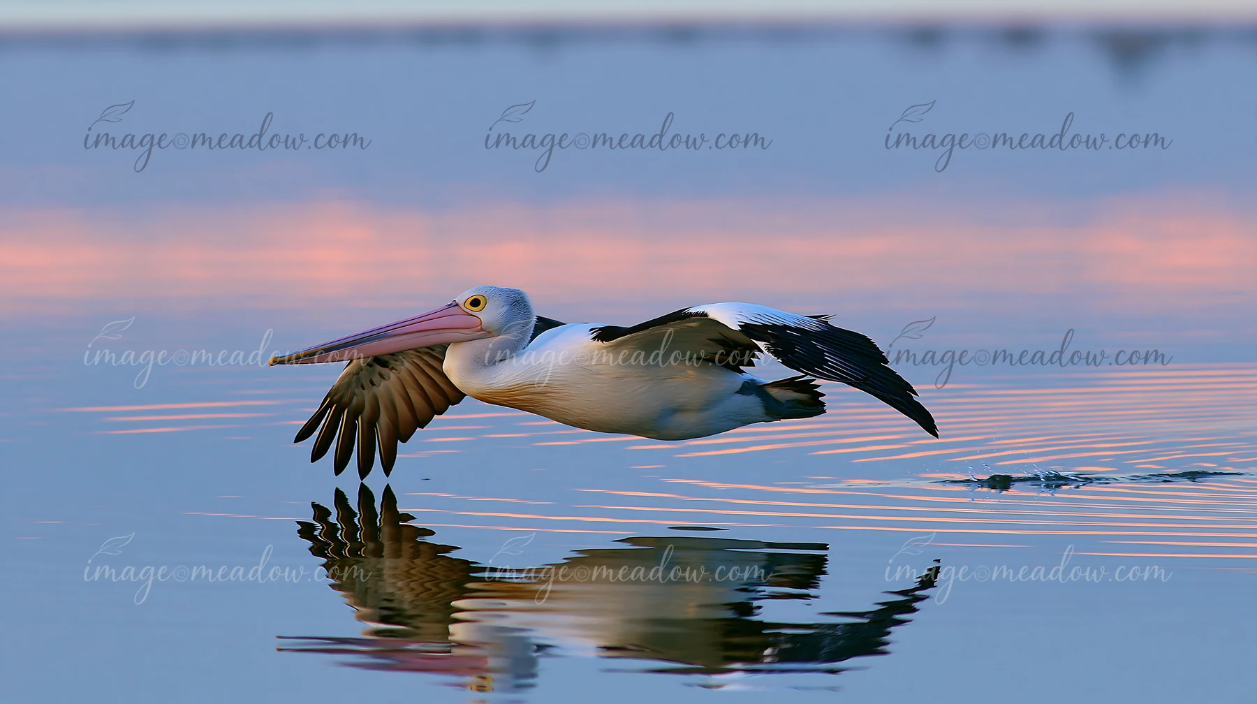 Australian pelican flies low over a coastal lagoon at sunset, with its reflection visible in the calm water.