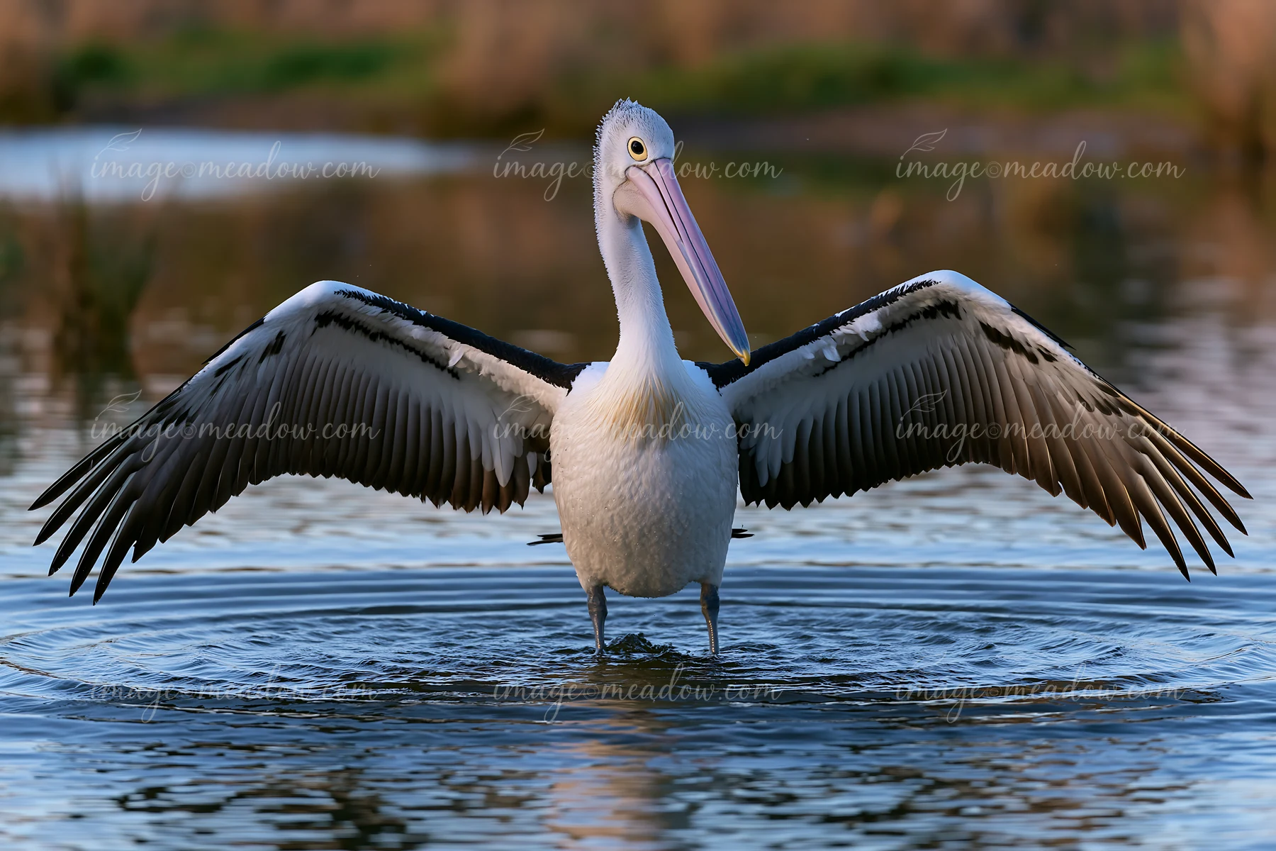 Australian pelican spreads its wings while standing in rippling water near a softly blurred shoreline.