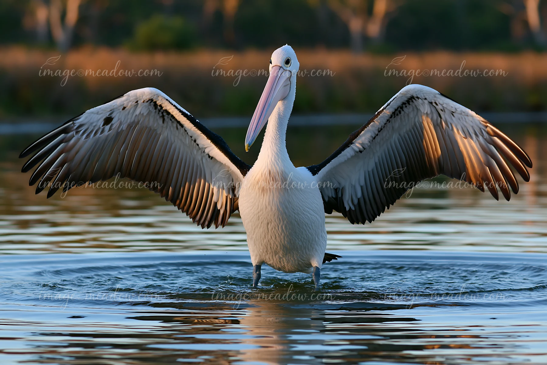 Australian pelican standing in lagoon water with wings fully spread at golden hour.