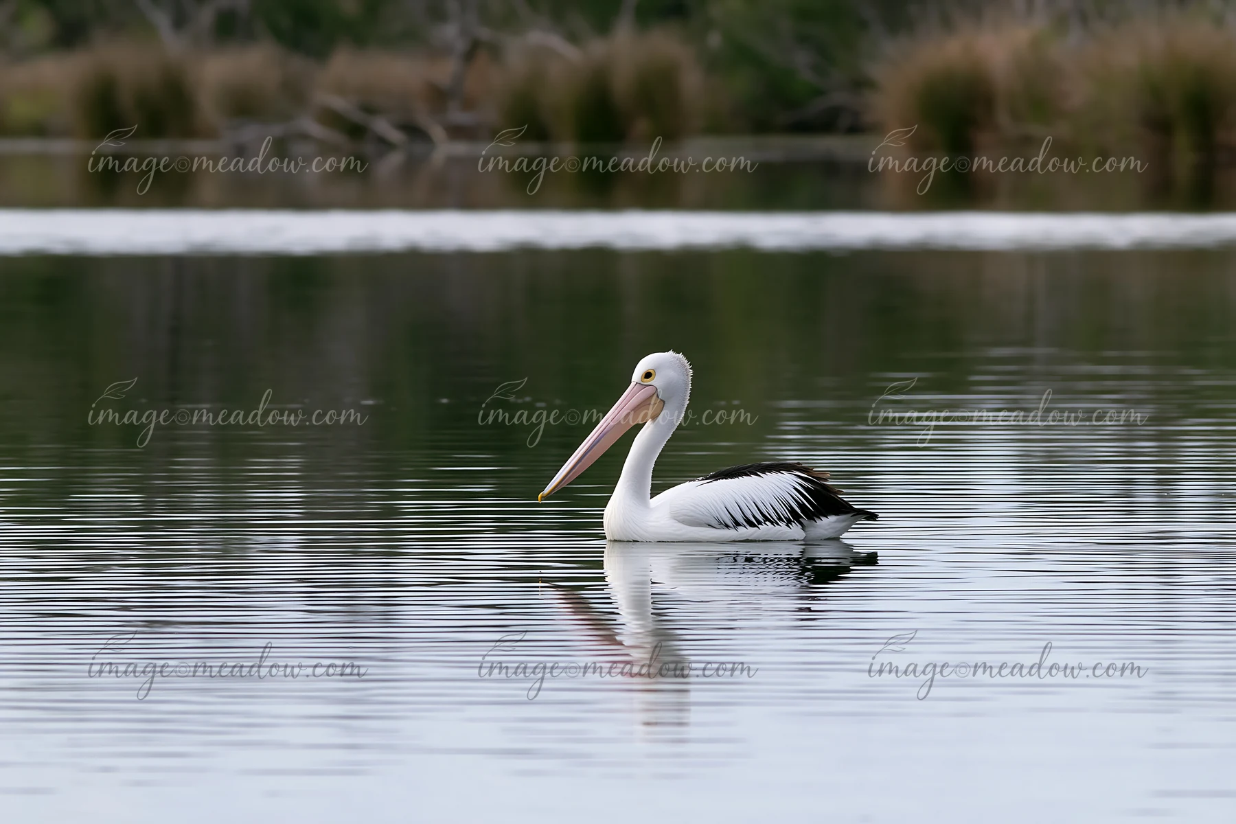 Australian pelican swimming on a coastal lagoon with blurred reeds and vegetation behind it.