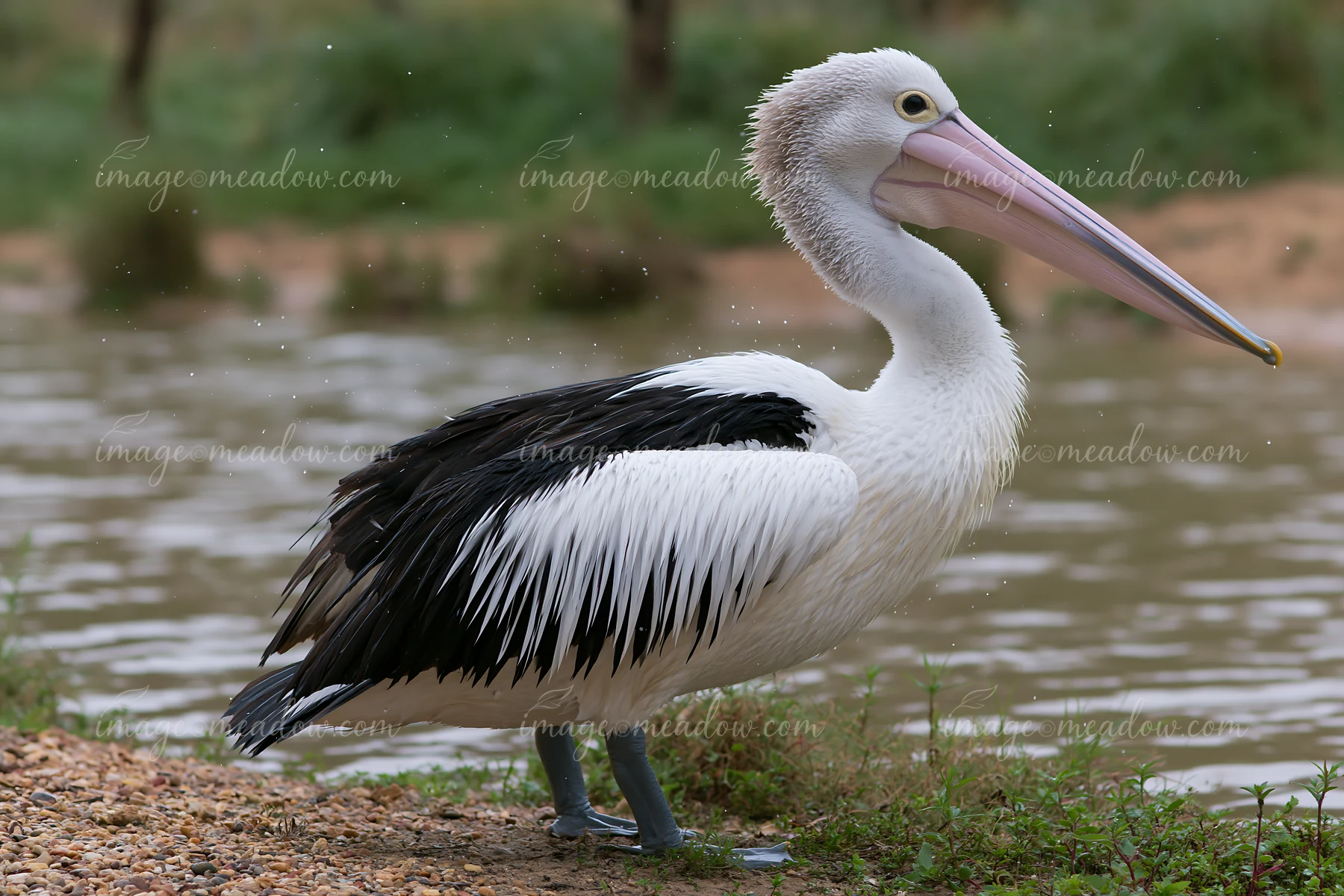 Australian pelican with wet feathers stands at the edge of a coastal lagoon.