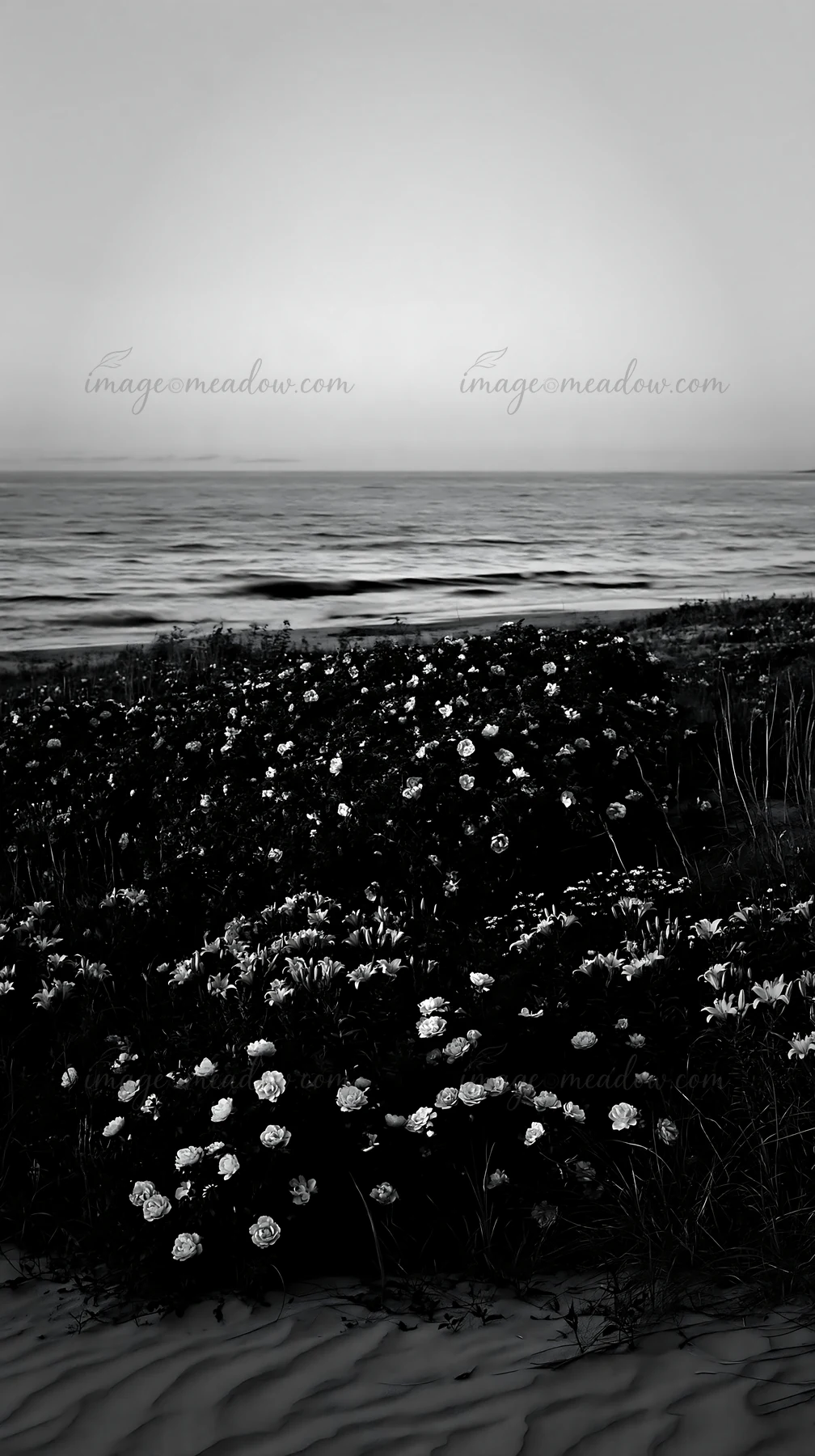 A flower meadow grows by the beach with various blooms in black and white. The ocean waves stretch out in the background under the fading light of dusk.