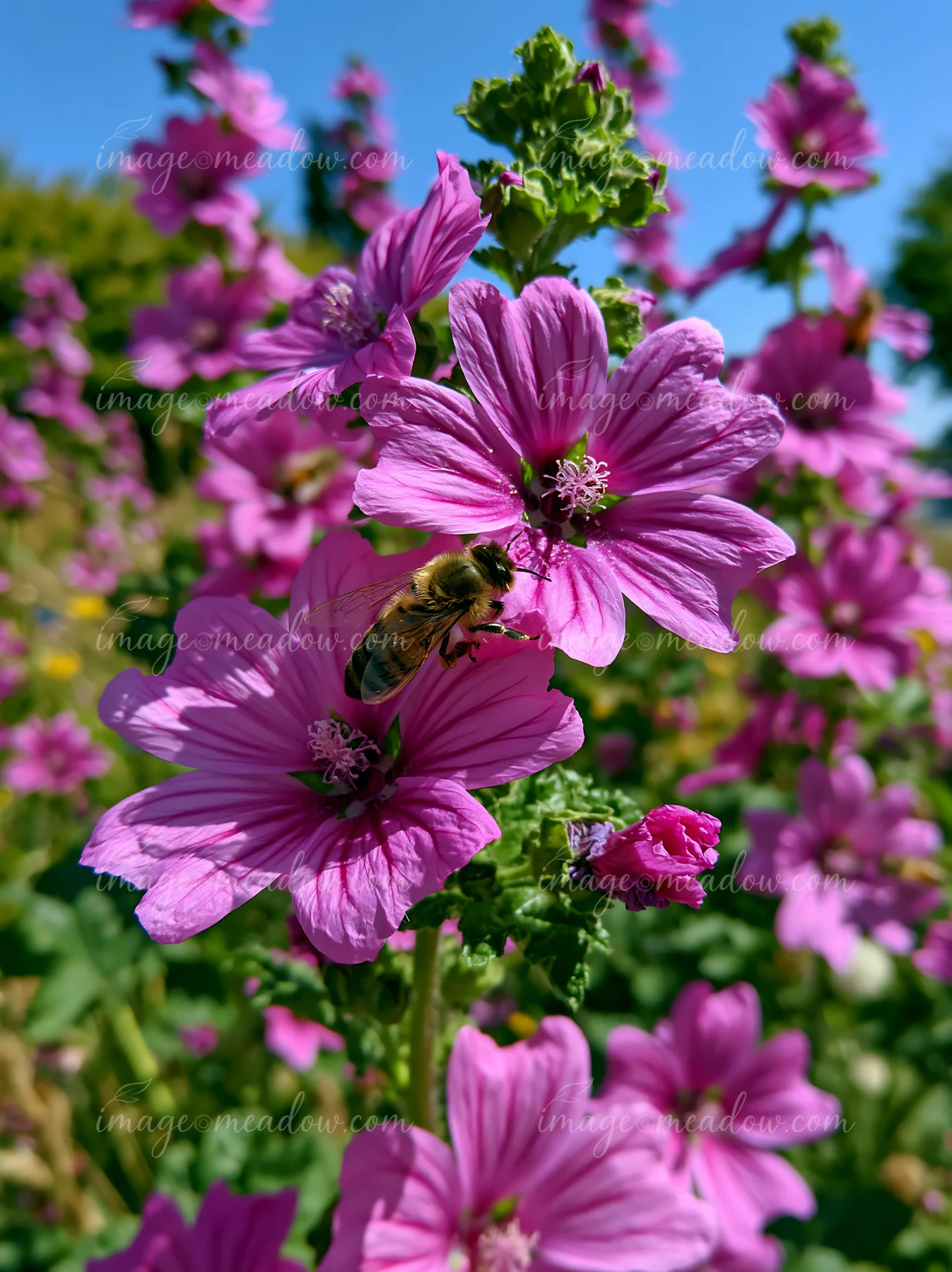 Bee collecting nectar from a pink meadow flower among blurred blossoms beneath a clear blue sky.