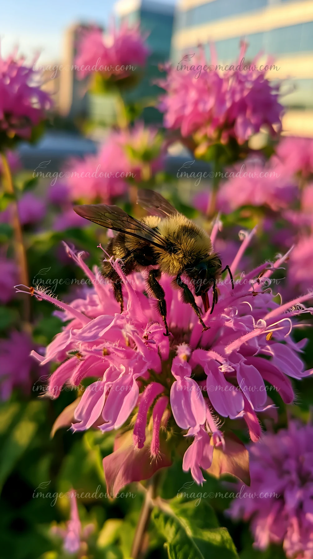 Bees collect nectar from monarda flowers in a garden during sunset, creating a lively scene filled with vibrant pink blossoms and busy pollinators.