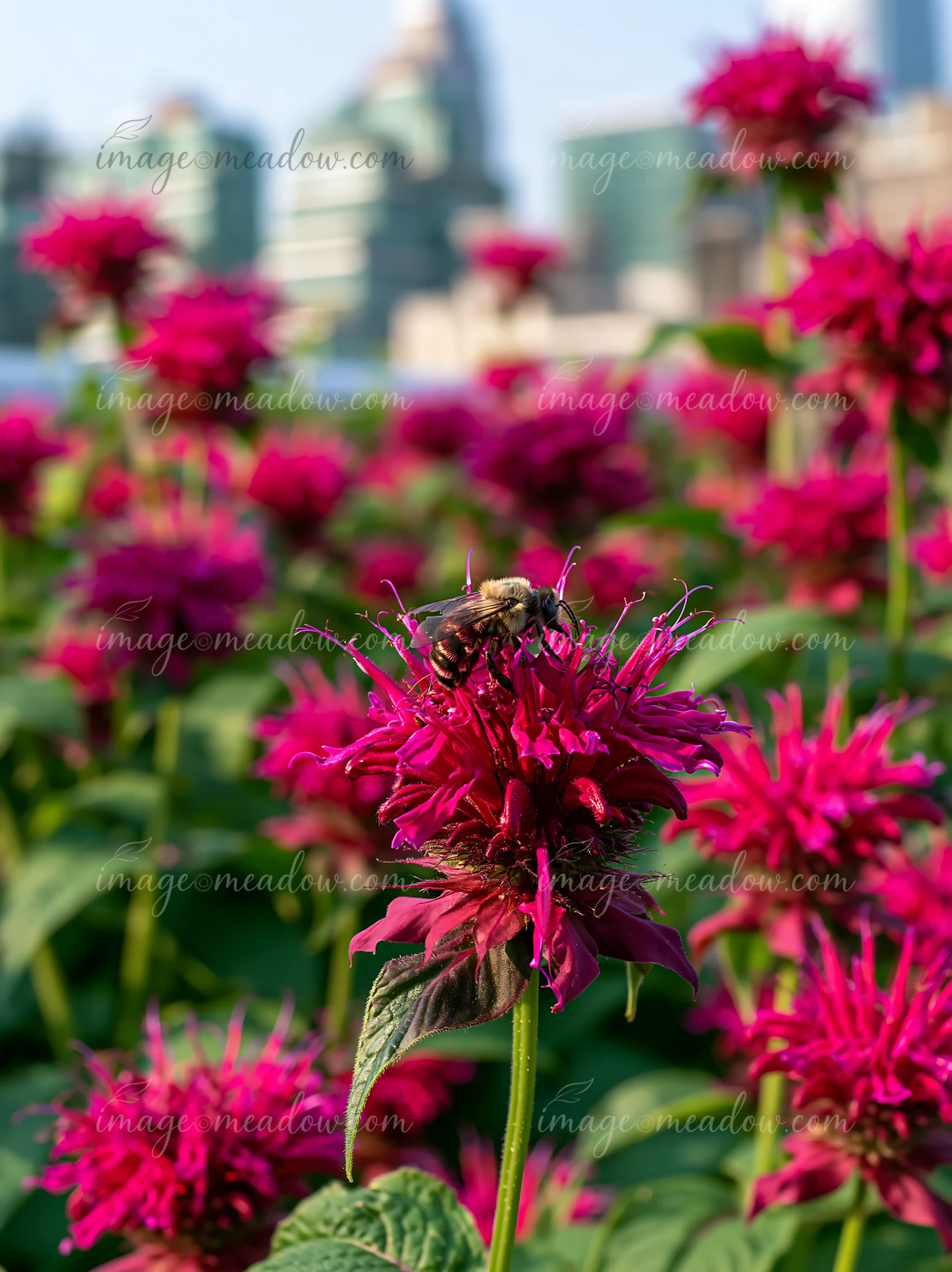 Bees gather on colorful monarda flowers in a city garden, showcasing the interaction between pollinators and blooming plants in bright sunlight.