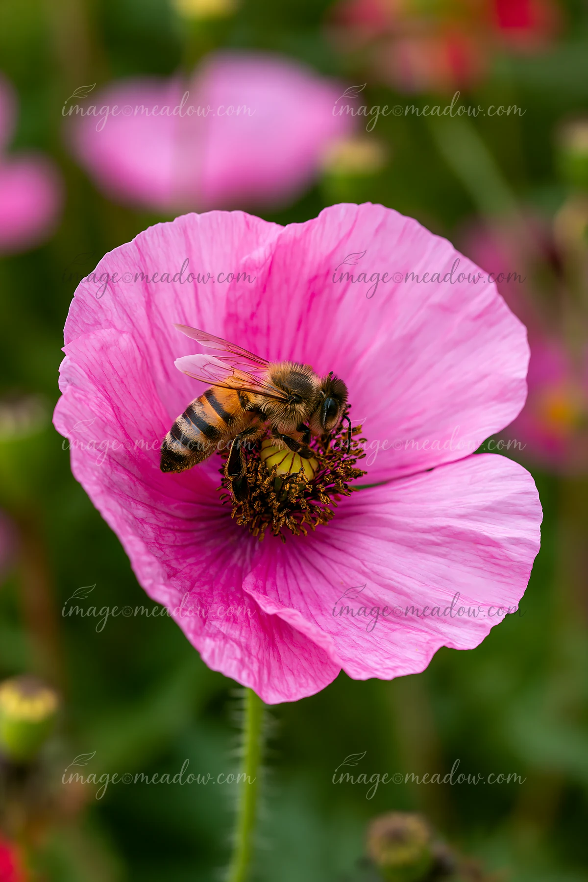 Bees on meadow flowers gather pollen while moving among vibrant blossoms in a natural setting.