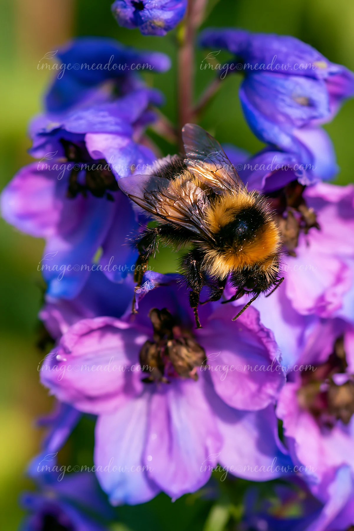 Bees visit a vibrant delphinium flower border, gathering nectar in a garden setting during daylight.
