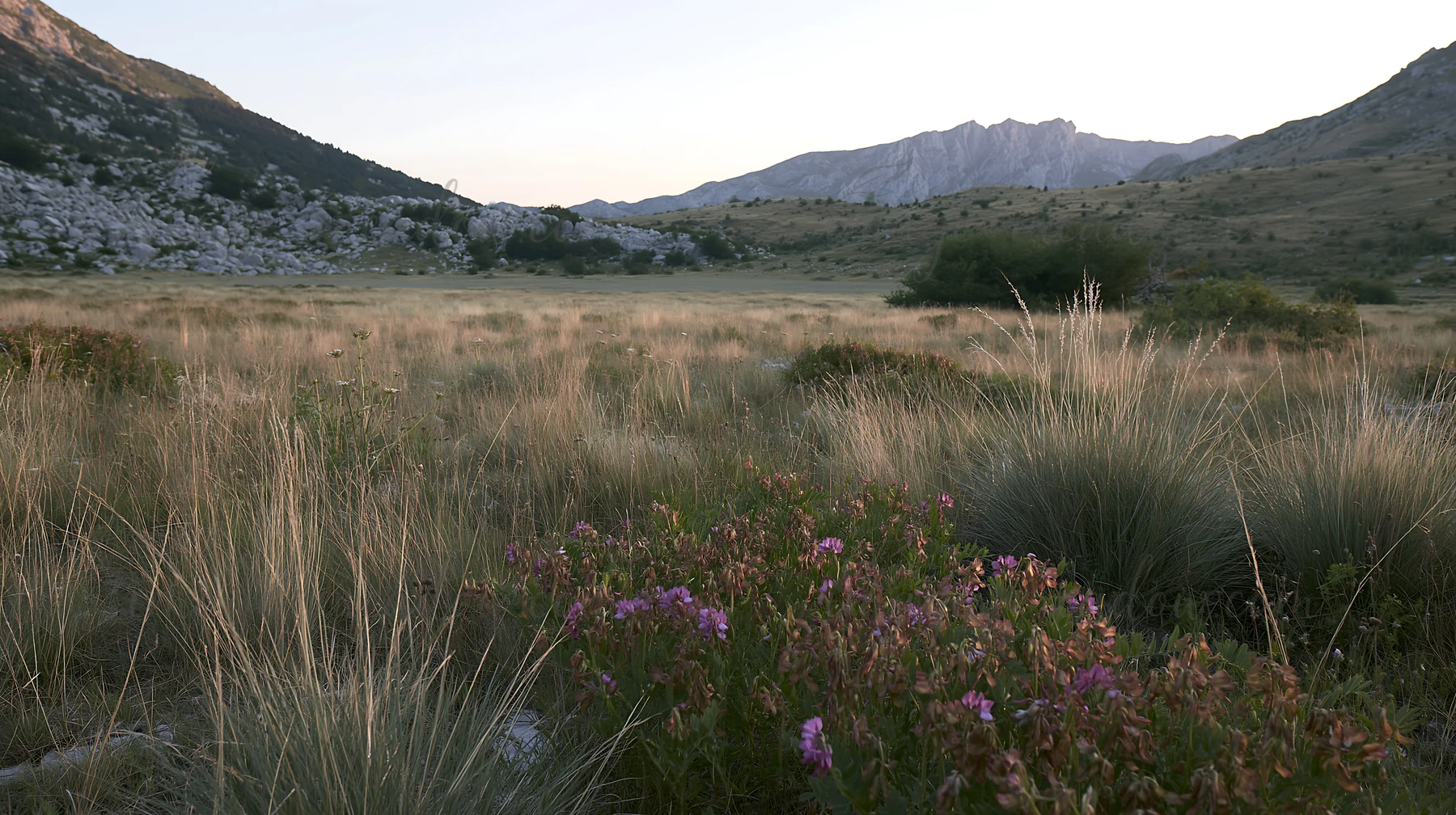 A meadow features various flowers and grasses with mountains rising in the background. The scene shows natural growth during the late afternoon as sunlight cast