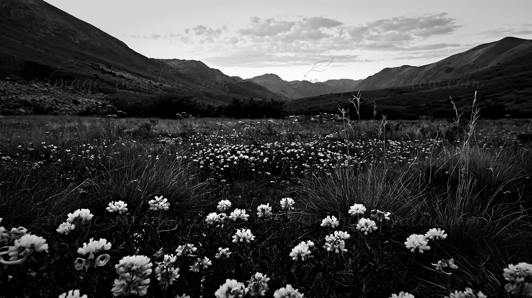 A meadow is covered with various wildflowers. Mountains rise in the background under a cloudy sky. The scene shows the diverse plant life stretching across the
