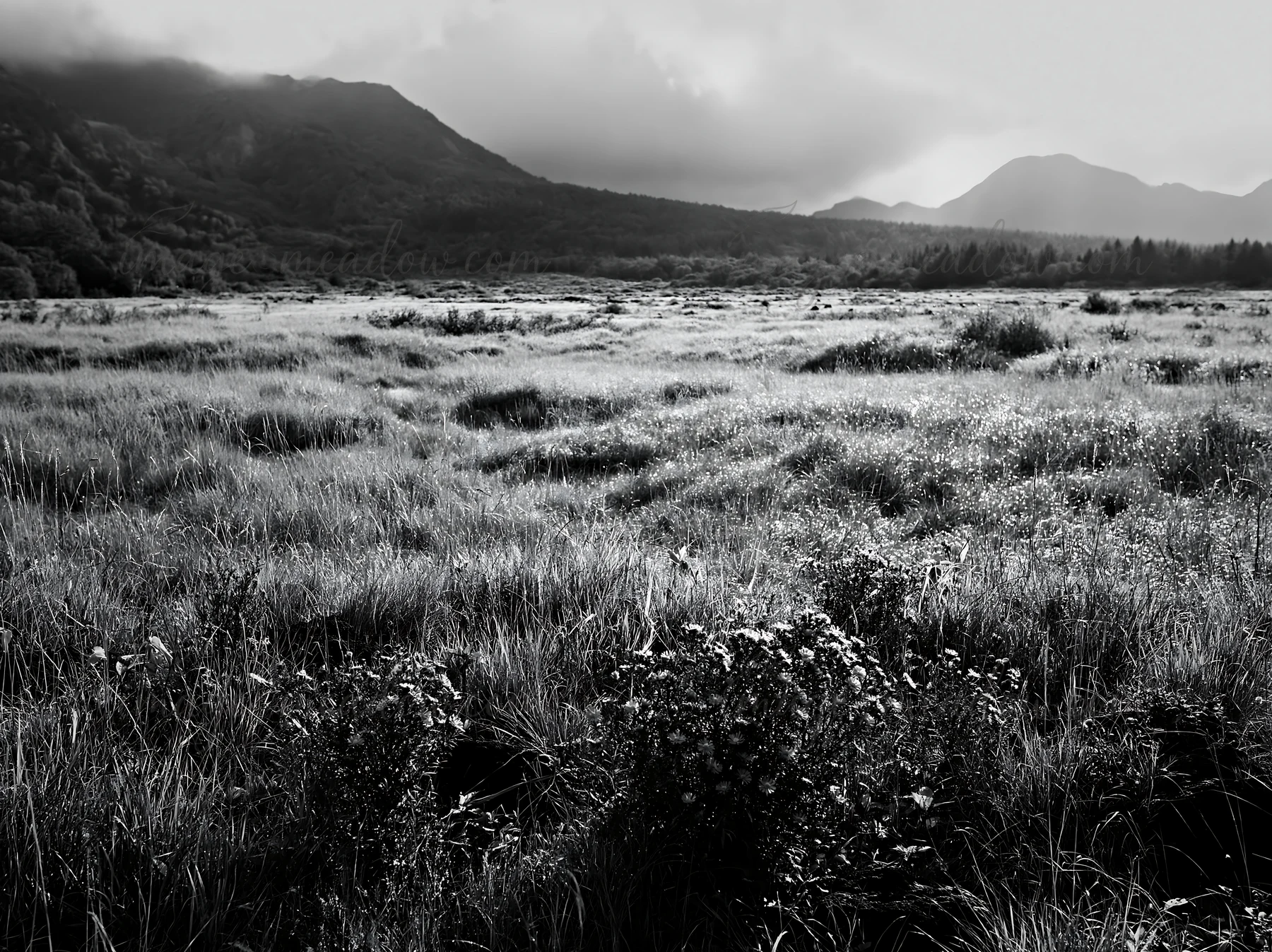 A silver grass meadow in Nagano shows dew-covered plants under a cloudy sky. The landscape features mountains in the background and a variety of greenery throug