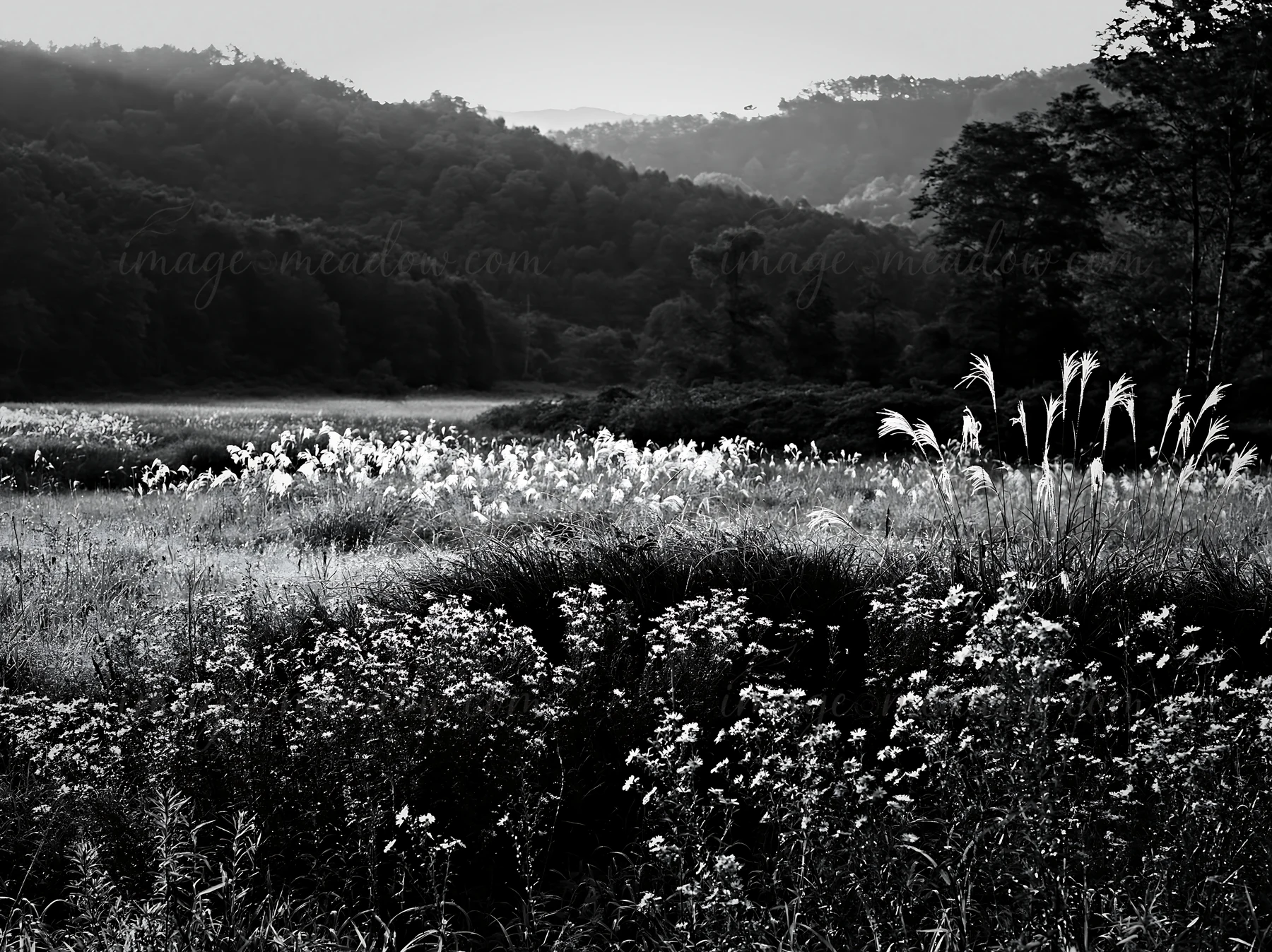 This scene displays a silver grass meadow in Nagano, Japan, covered with morning dew. The natural landscape features varied plants and distant hills, creating a