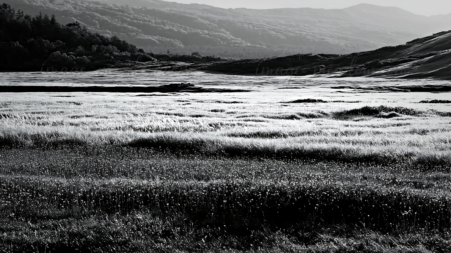 Morning dew covers the silver grass meadow in Nagano. The landscape features rolling hills and a variety of plant life. This scene captures the beauty of the me