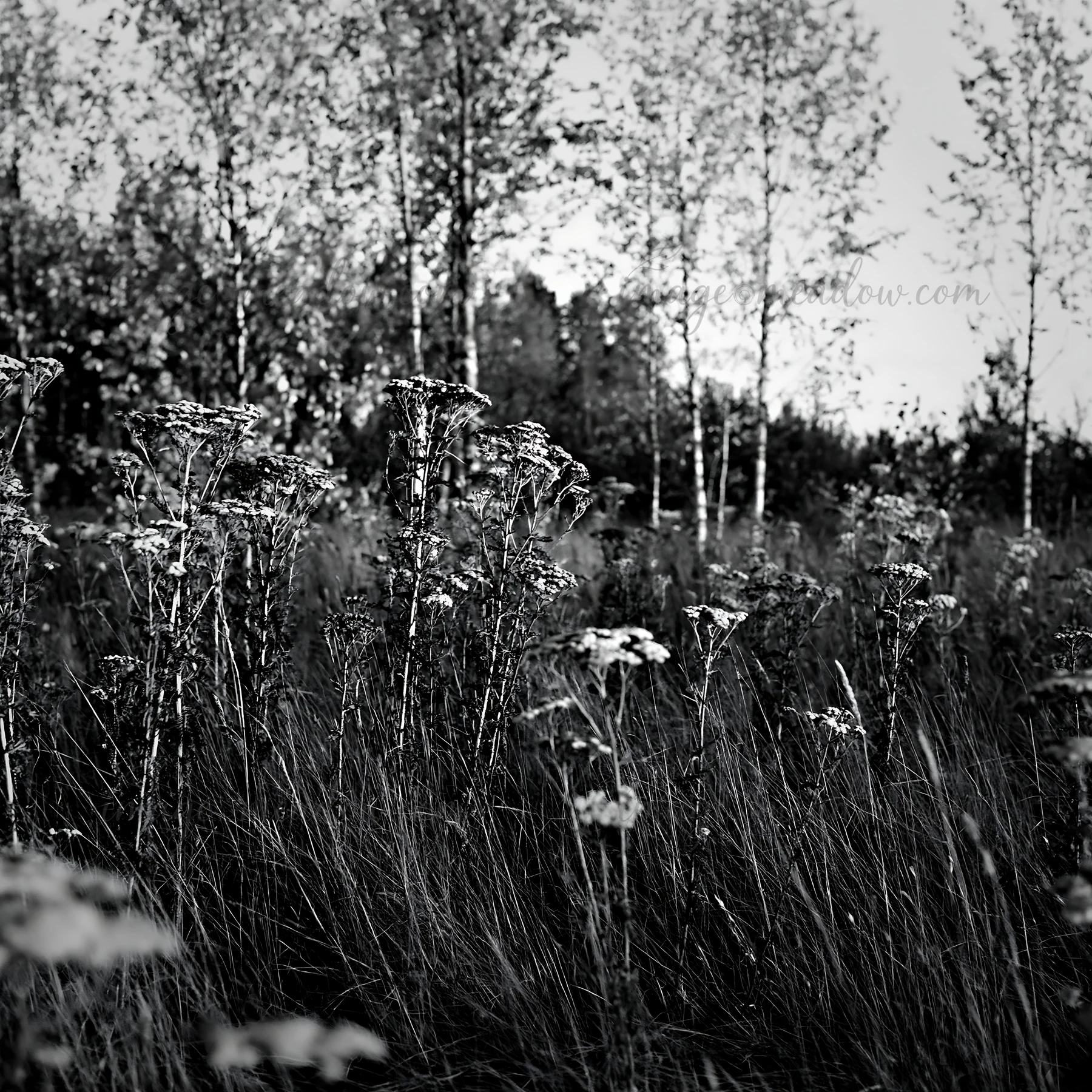 The scene shows a birch forest meadow filled with tall grasses and yellow flowers under a blue sky. The trees have golden leaves, indicating autumn. Presented a