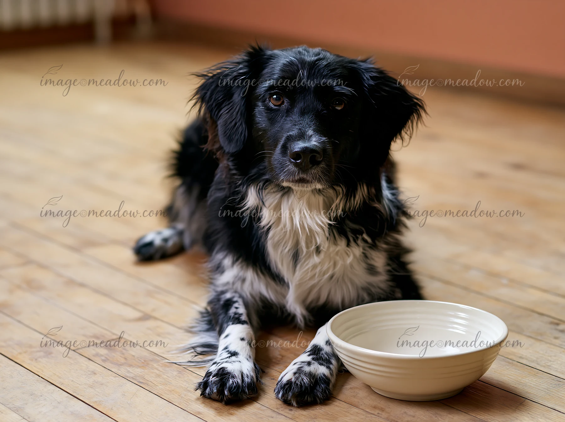 Black and white dog resting on a wooden floor beside an empty bowl indoors.