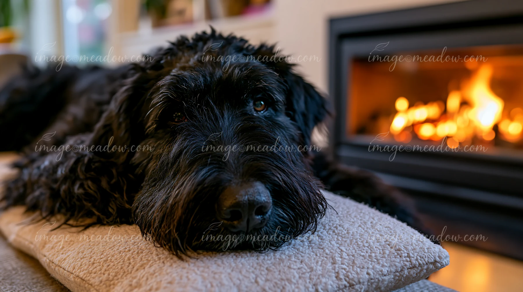 Black curly-haired dog rests on a cushion beside a glowing fireplace in a cozy room.