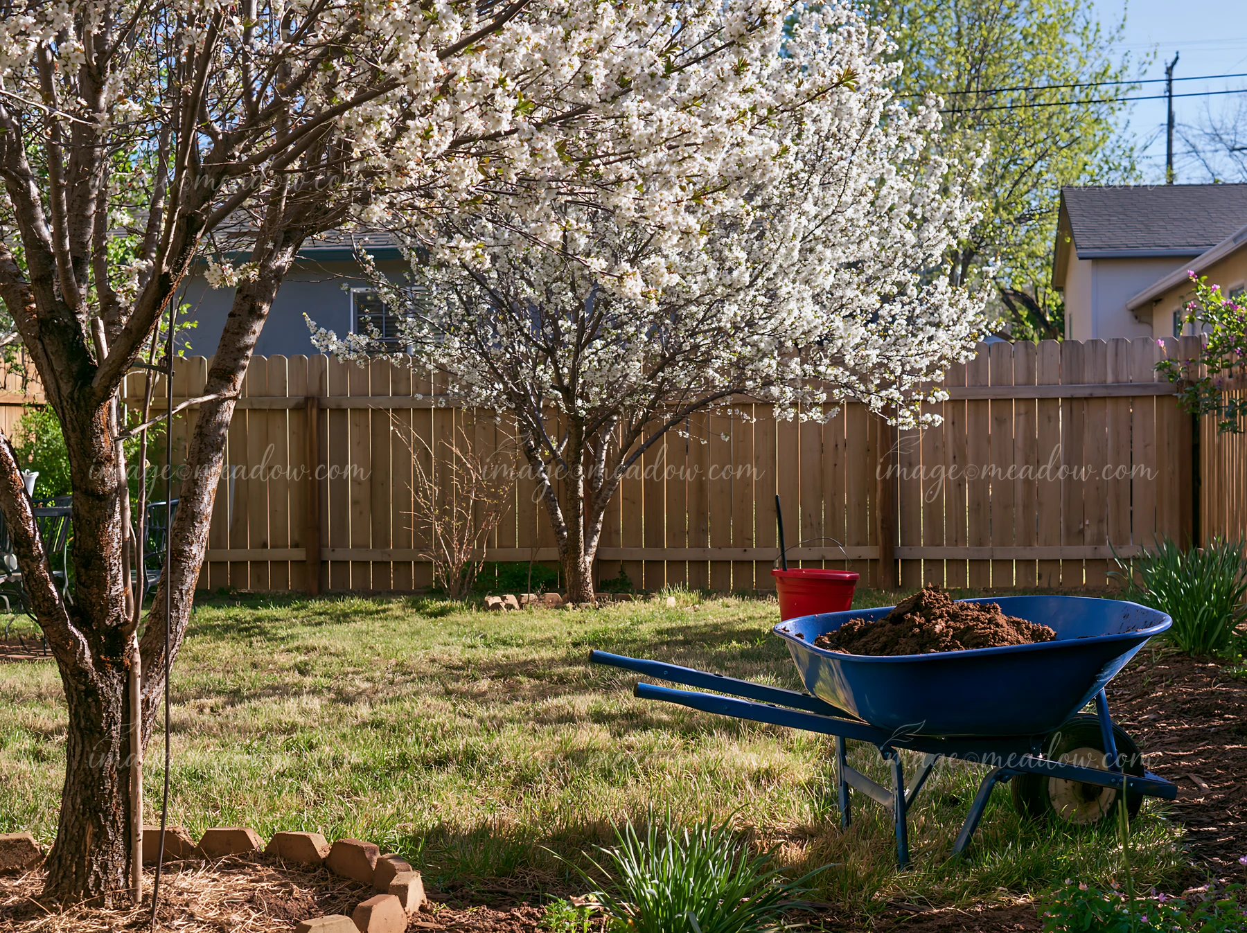 Blooming trees in a sunny backyard offer a vibrant scene.
