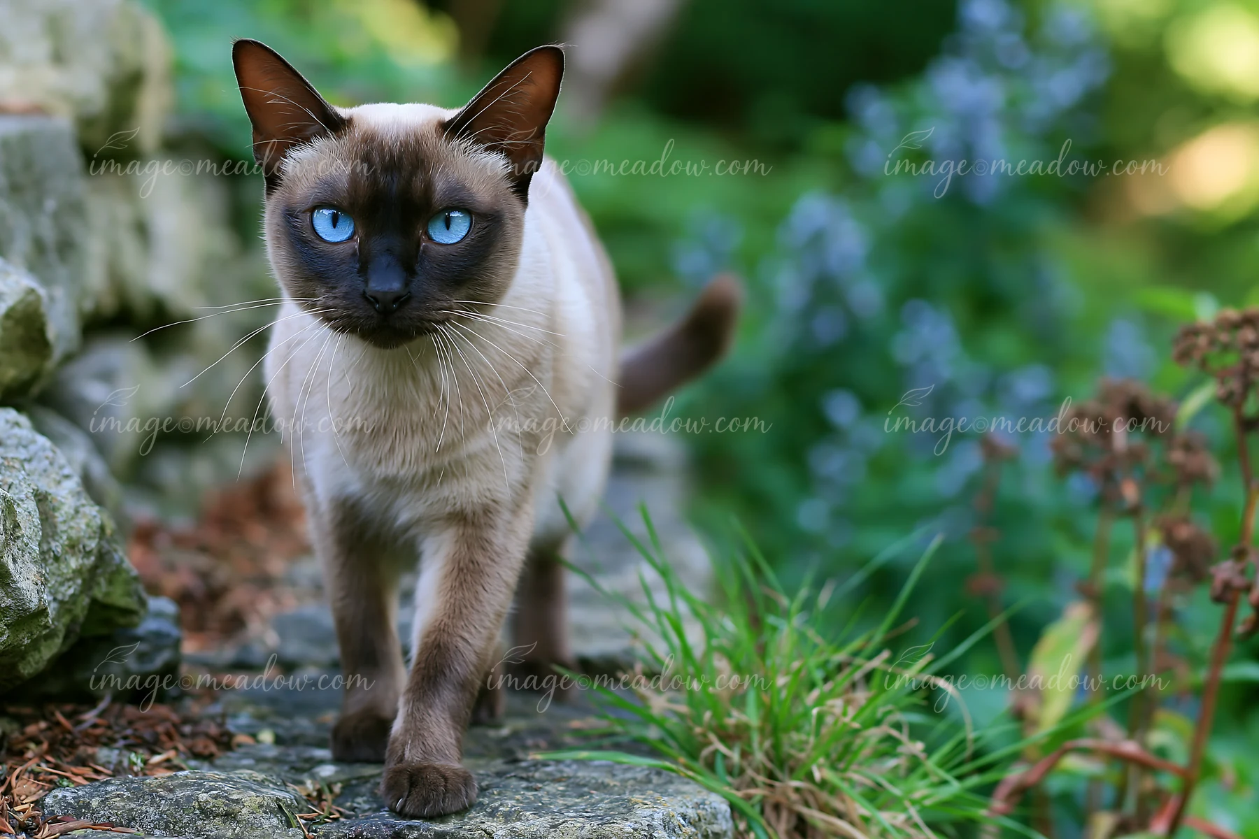Blue-eyed Tonkinese cat walks toward the camera along a rocky path in a lush garden.