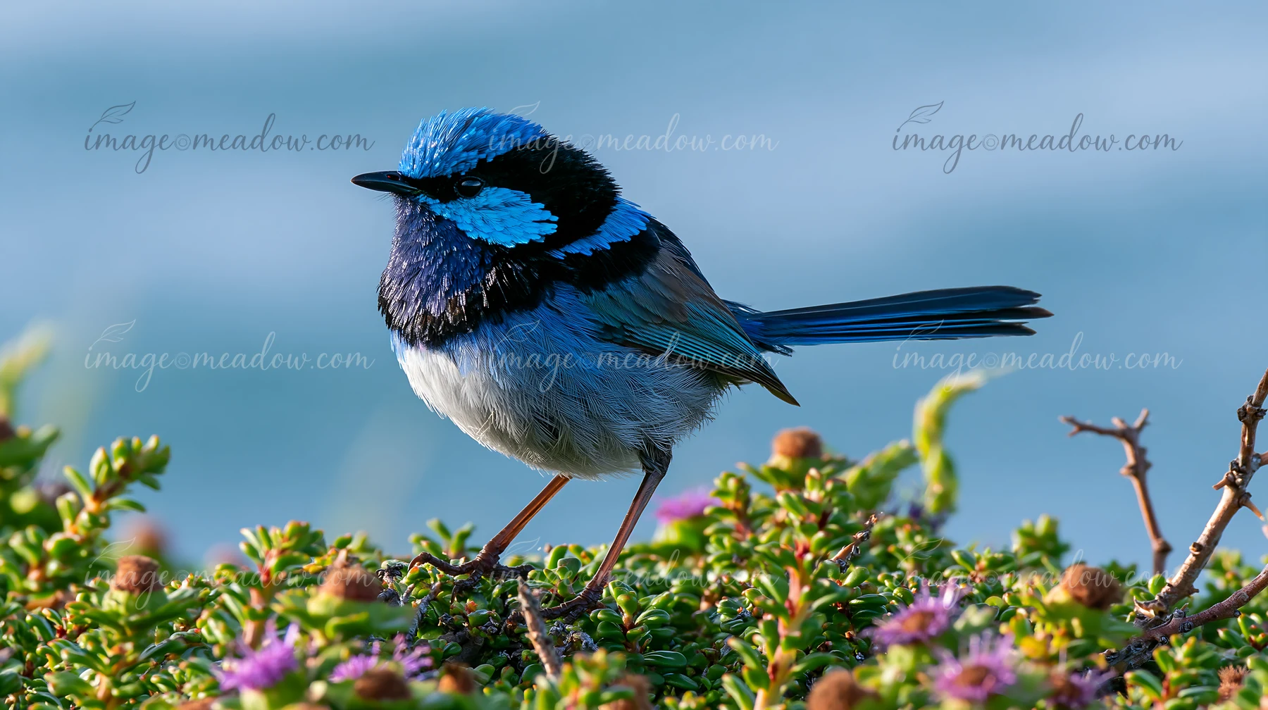 Blue fairy wren perched on a flowering native shrub with a softly blurred blue background.
