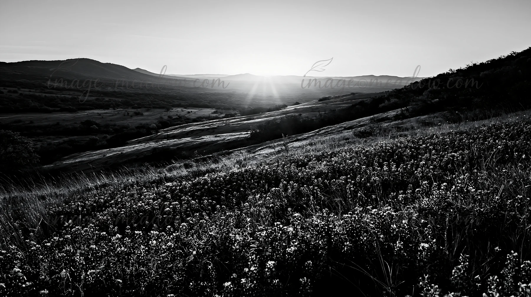 Sun rises over a Texas meadow filled with bluebonnets. The landscape shows rolling hills and fields, capturing the morning light and floral colors. A peaceful m