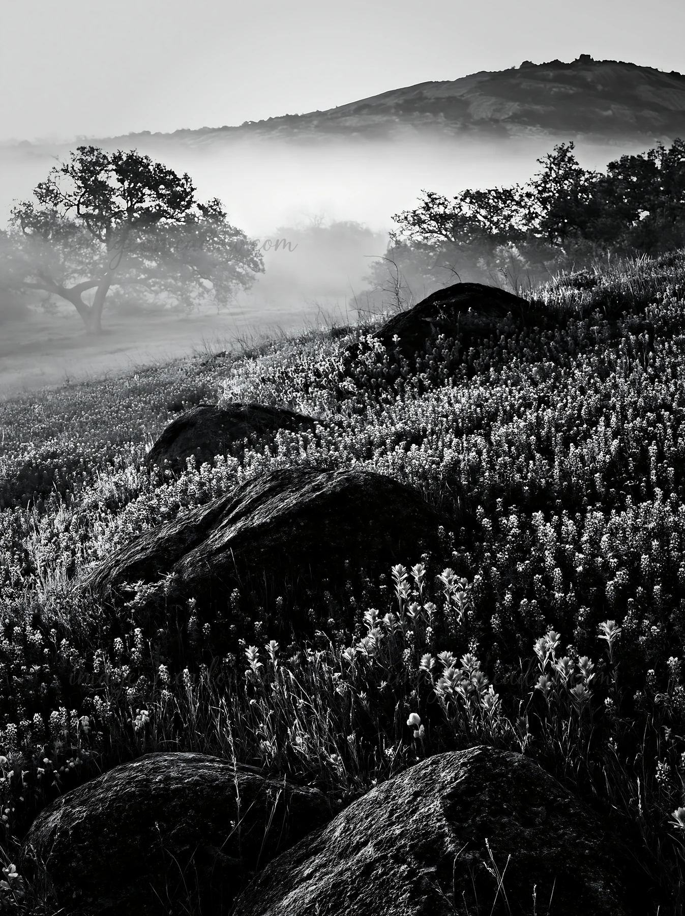 A bluebonnet meadow is lit by the sunrise, featuring vibrant flowers and scattered rocks. Fog blankets the landscape, creating a scenic view of the natural sett