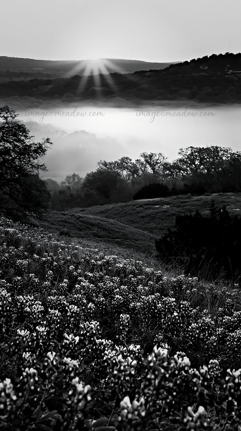 A field of bluebonnets blooms under a rising sun, with soft mist covering the hills. The scene captures the vibrant colors of flowers and the warm light of morn