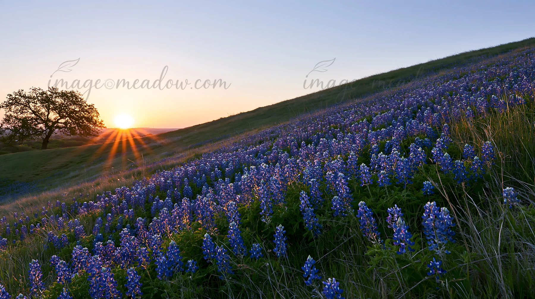 A field of bluebonnets covers a hillside in Texas during sunrise. The sun rises over the horizon, casting light on the flowers. The scene captures the beginning