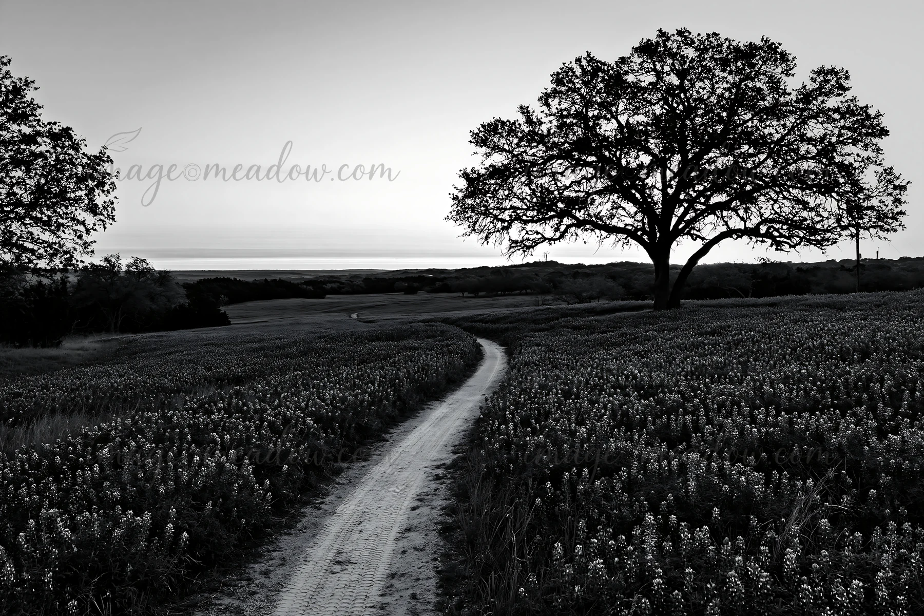 A winding dirt path flows through a meadow of bluebonnets at sunrise. An oak tree stands next to the path, with a clear horizon visible in the distance. The sce