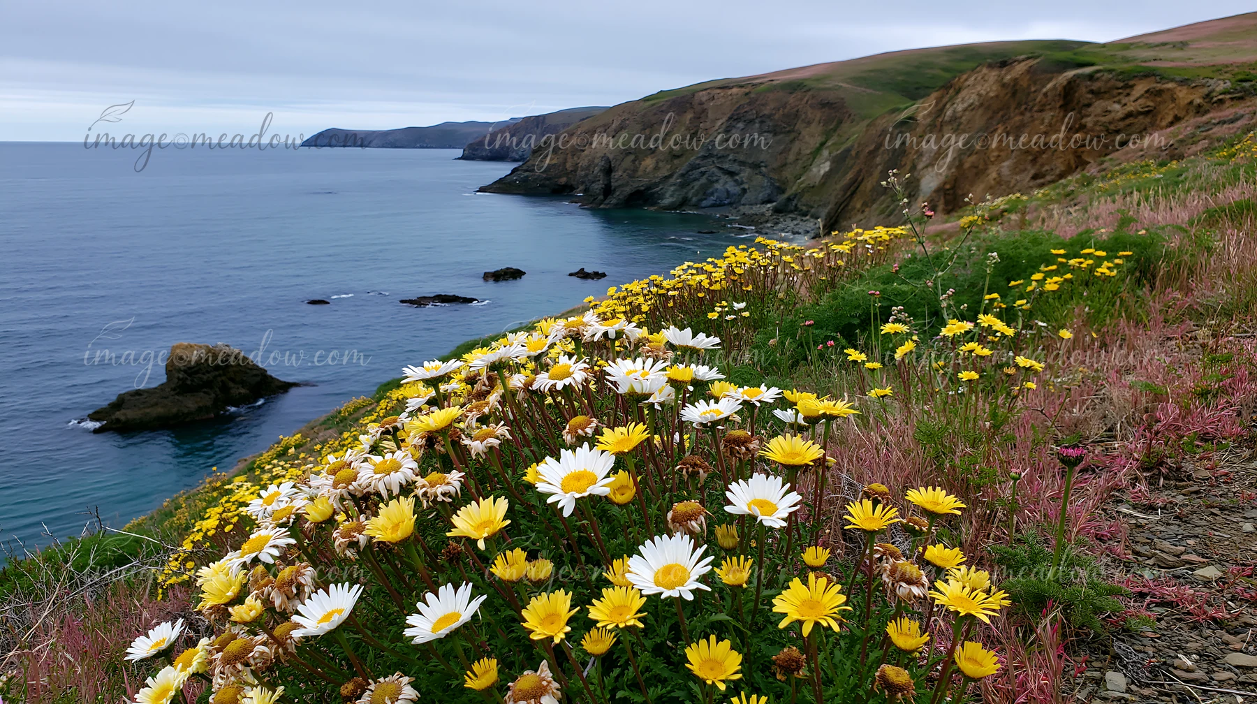 Bright flowers grow along a cliff edge overlooking a blue ocean.