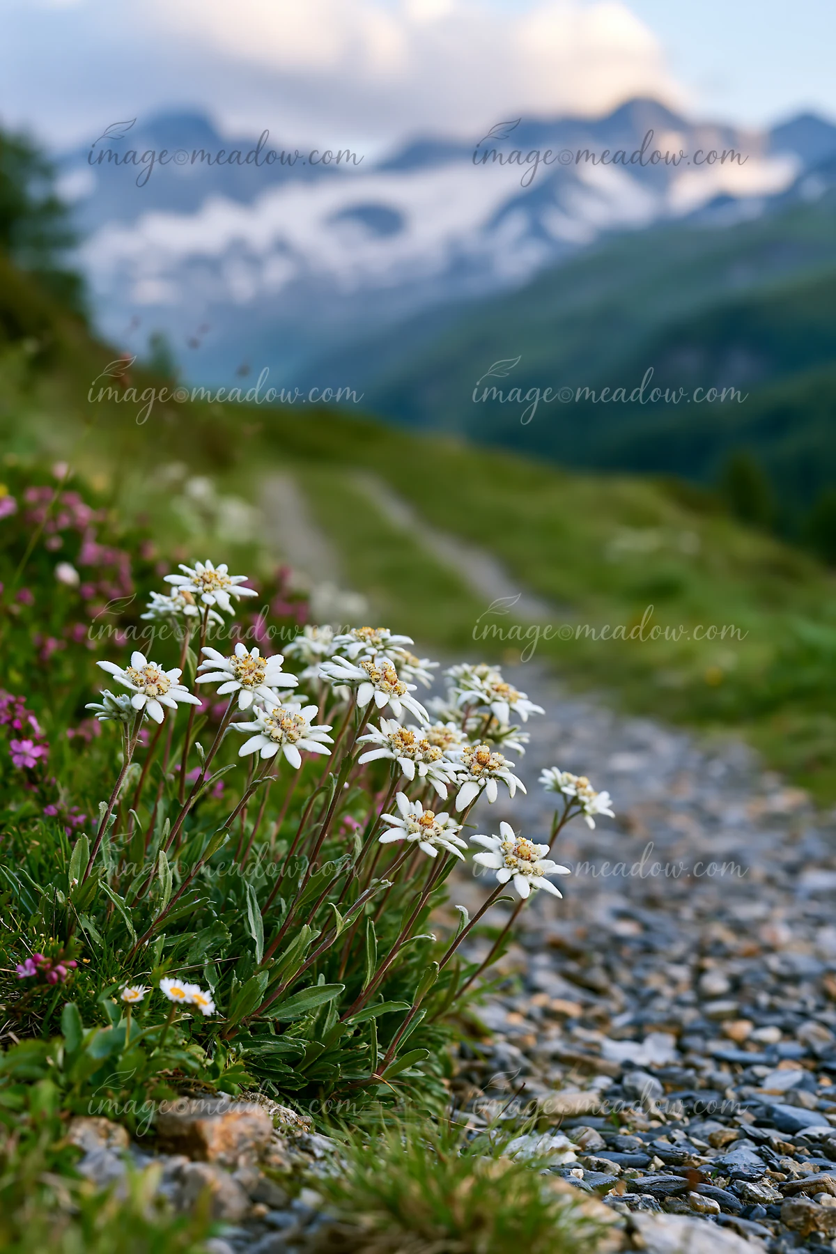 Bright flowers grow along a gravel path, leading towards towering alpine peaks under dramatic clouds around alpine peaks.