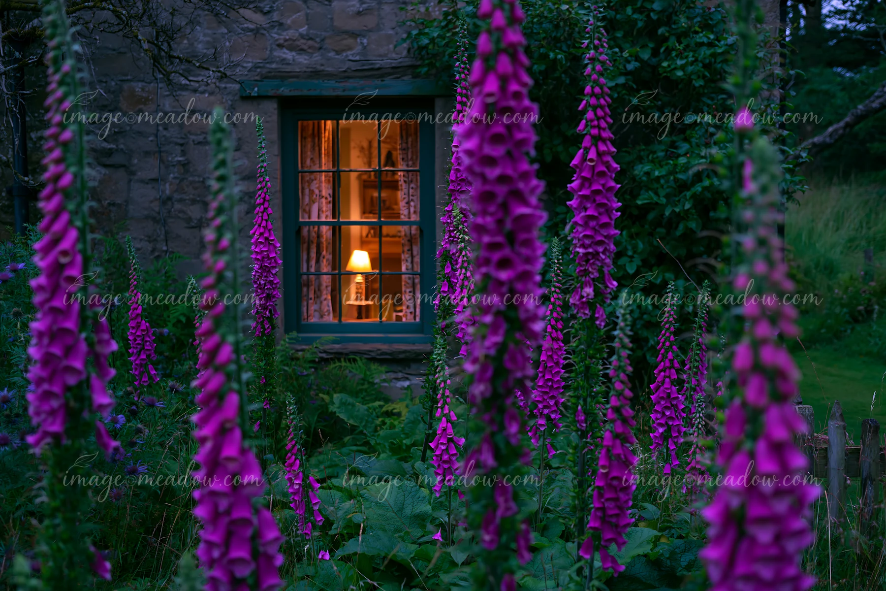 Bright foxglove flowers surround a cozy cottage.